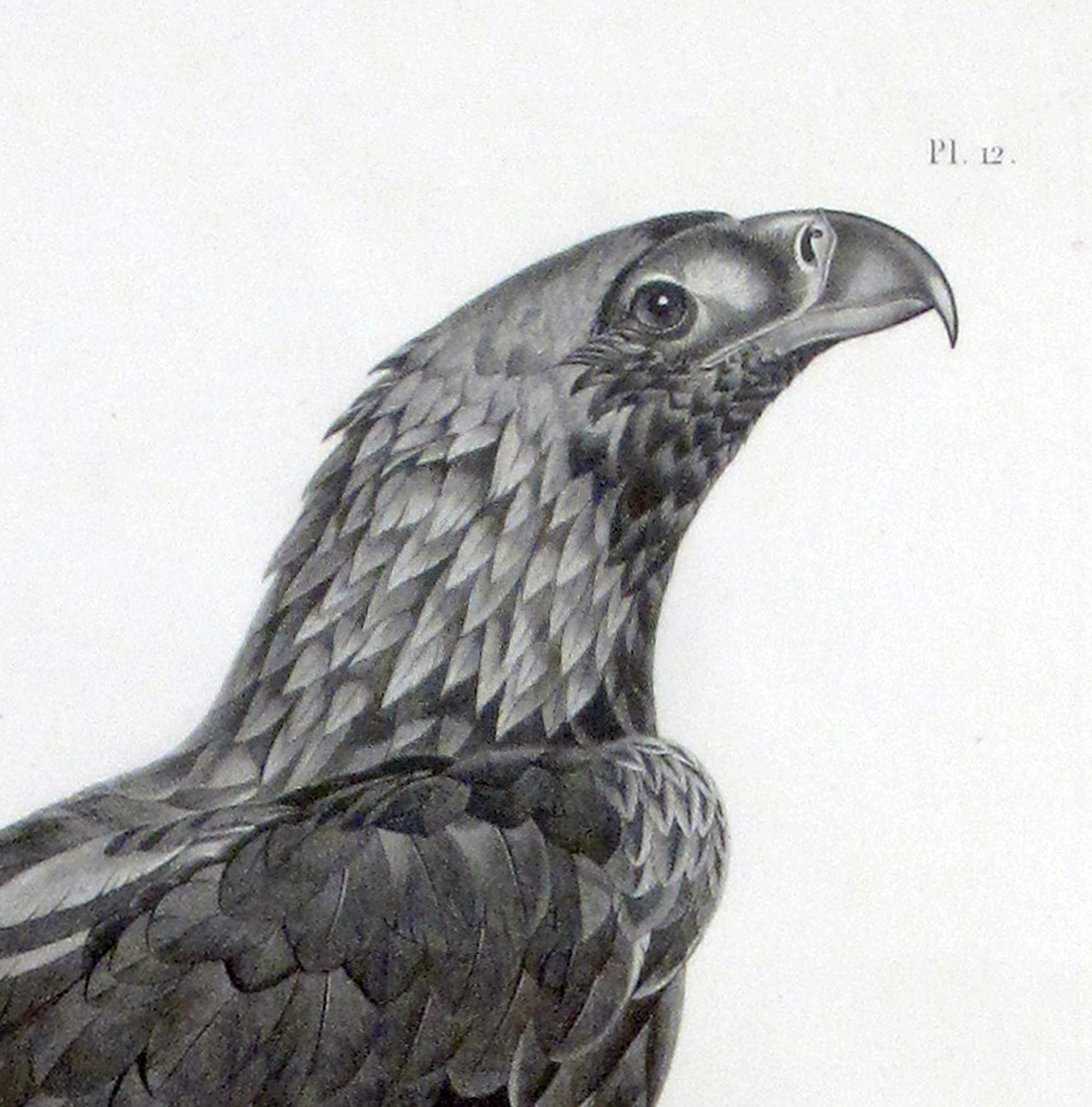 Papier Grande gravure française d'un aigle par Savigny en vente