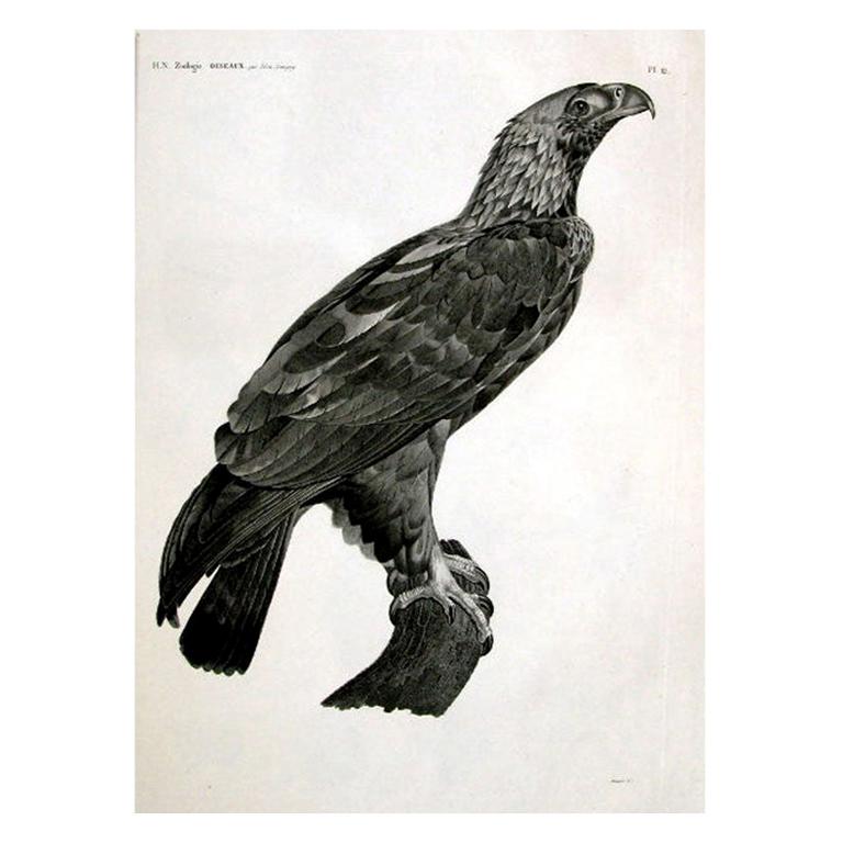 D'après la description de l'Egypte.
J. Ces. Savigny,
1809-1813.

La gravure en pointillé représente l'aigle impérial. C'est l'Aquila heliaca ou l'aigle impérial de Pâques. C'est l'espèce dont l'image est utilisée sur les pièces de monnaie des