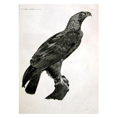 French Large Engraving of an Eagle by Savigny
