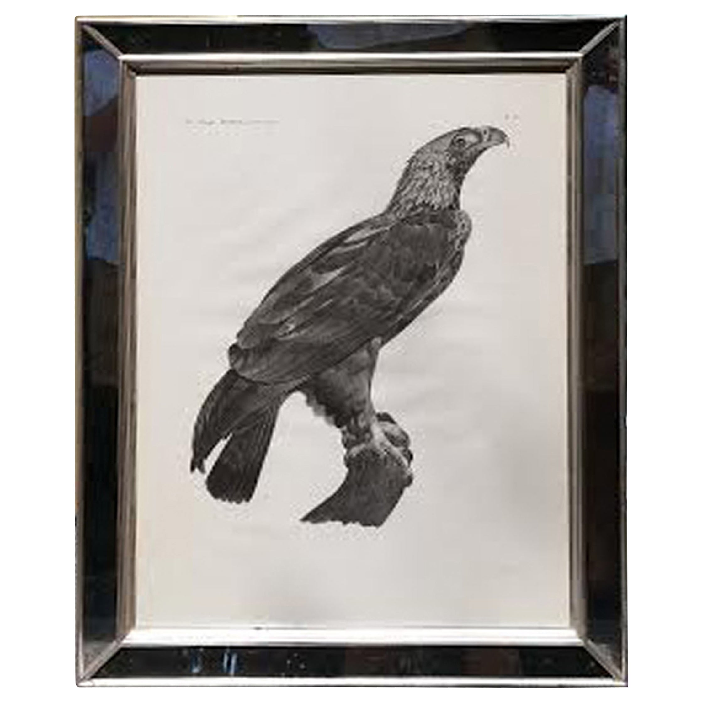 Gran grabado francés de un águila por Savigny