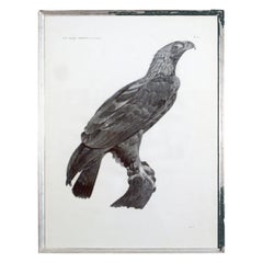 French Large Engraving of an Eagle by Savigny