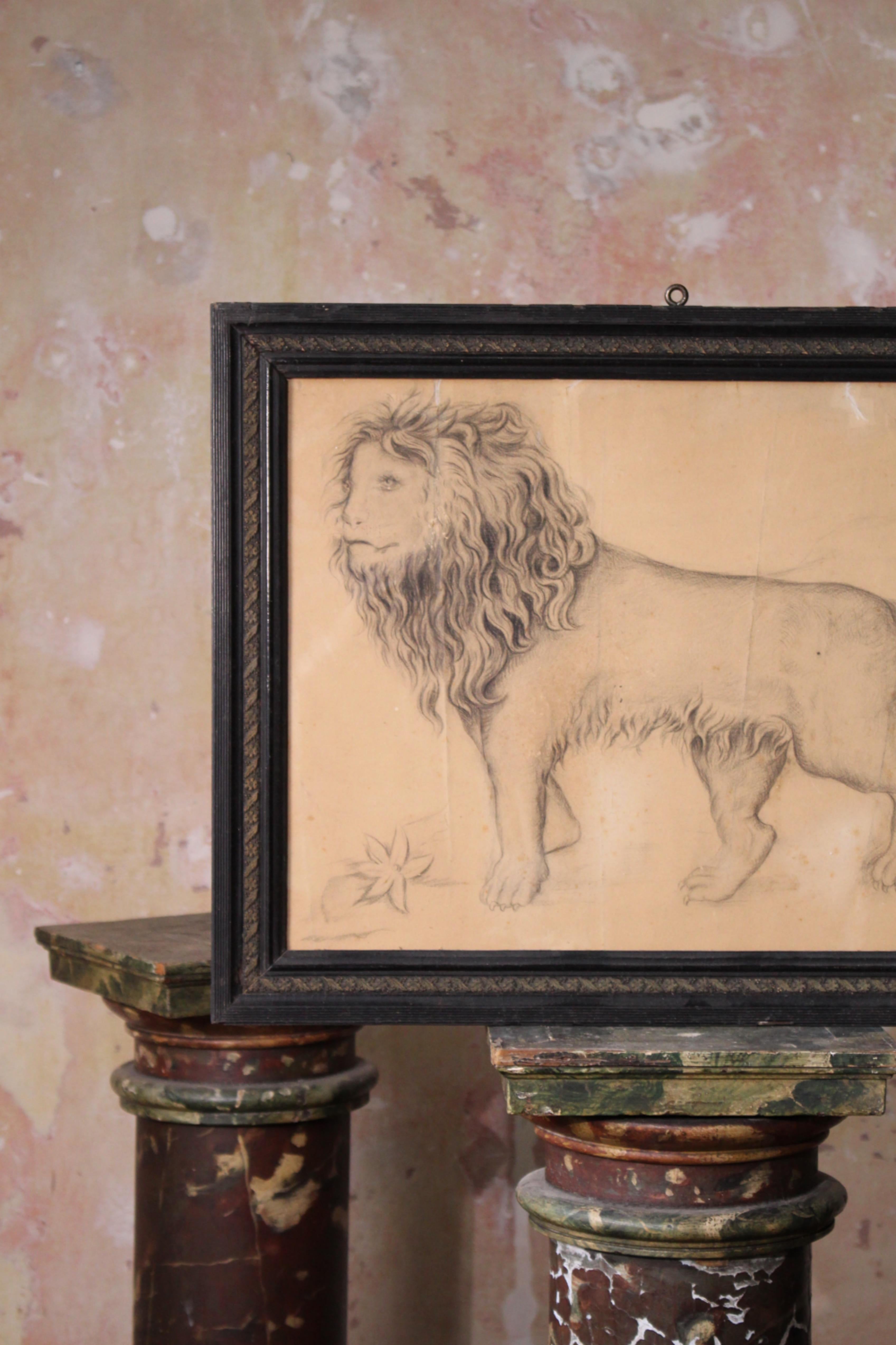 Un dessin assez étrange d'un lion au crayon sur papier, particulièrement bien dessiné avec des traits faciaux humains, signé et daté de 1886.

Dans un cadre ébonisé et vitré d'époque, quelques grignotages liés à l'âge, rousseurs, plis et quelques