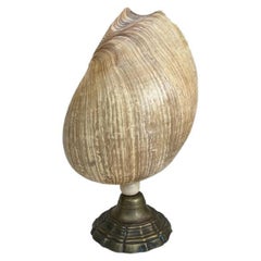 French Mid-Century Shell Lamp