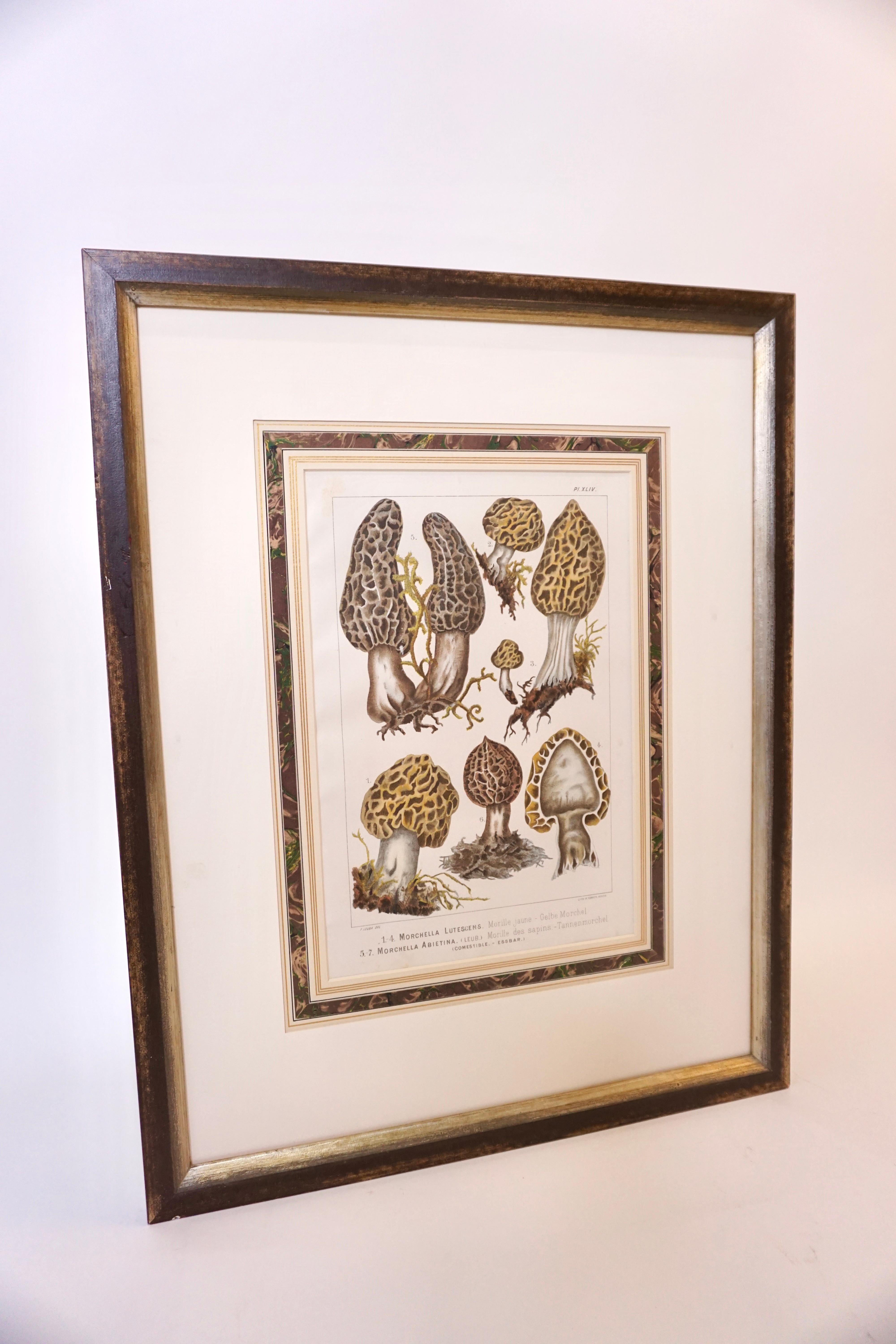 French Morel Mushroom Art Print In Good Condition For Sale In Dallas, TX