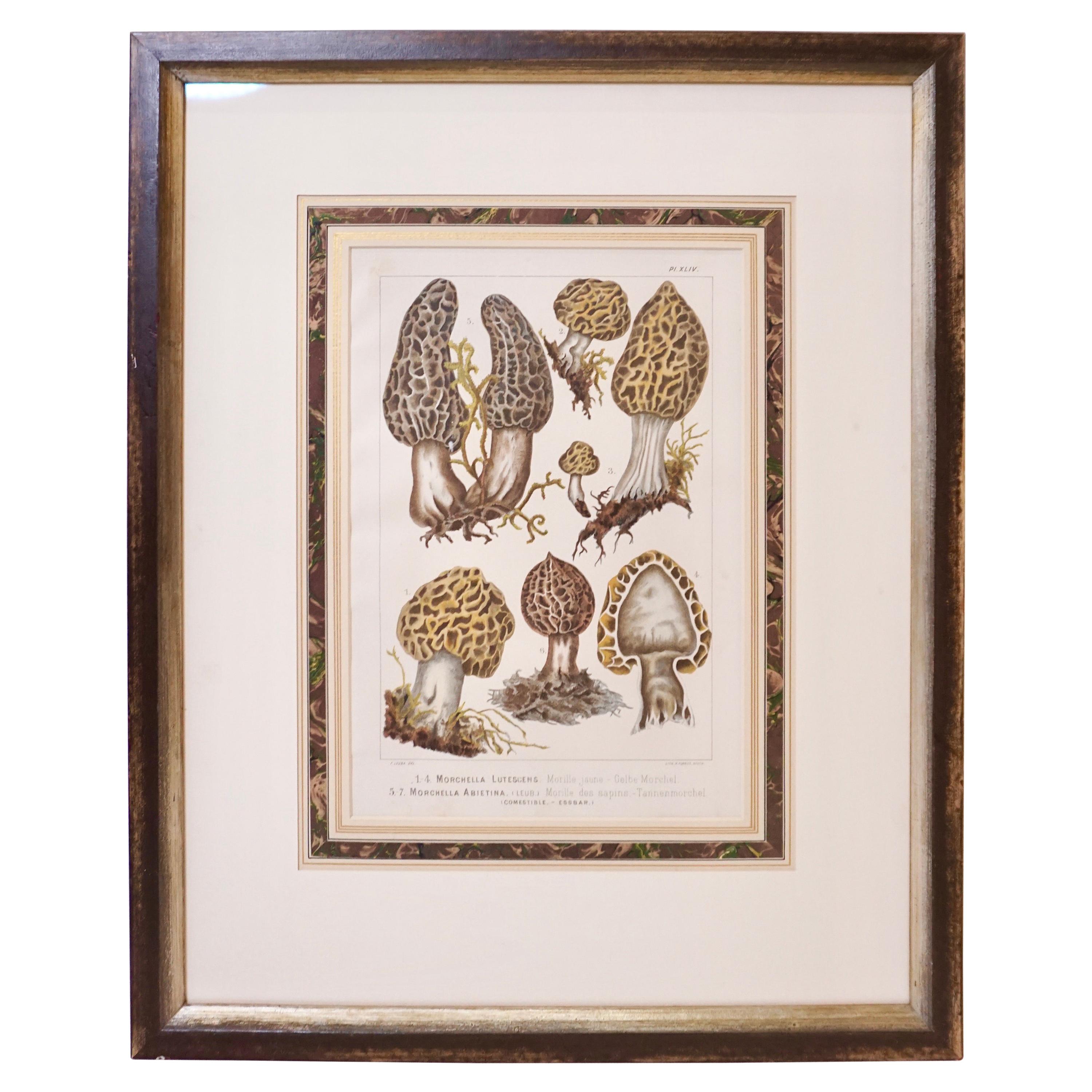 French Morel Mushroom Art Print For Sale