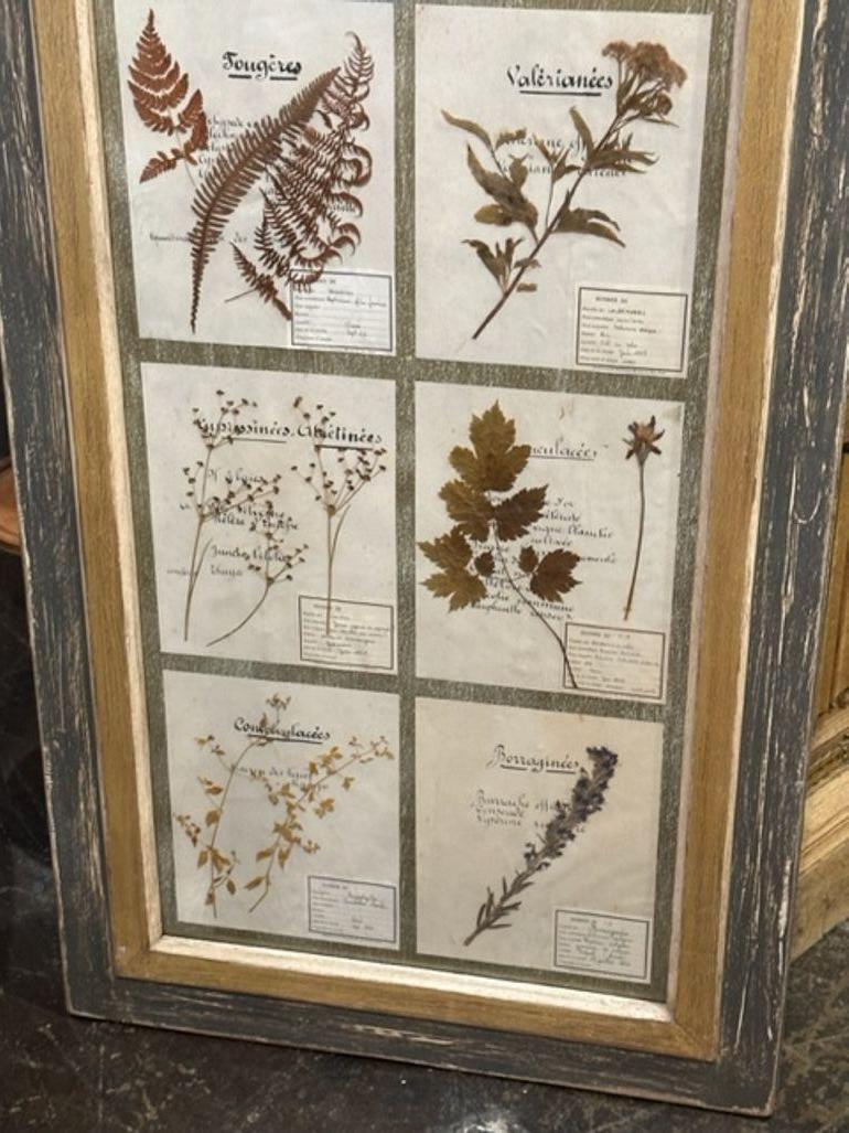 French Painted Botanical Panel 1