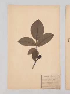 French Pressed Botanicals (9) c1900 Many Groupings Available in Different Sizes