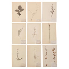French Pressed Botanicals (9) c1900 Many Groupings Available in Different Sizes