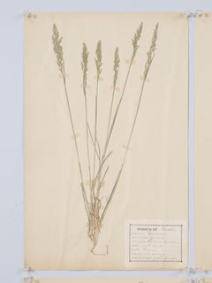 French Pressed Botanicals c1901 From a Monastery School Many More Available