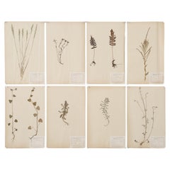 Antique French Pressed Botanicals c1901 From a Monastery School Many More Available