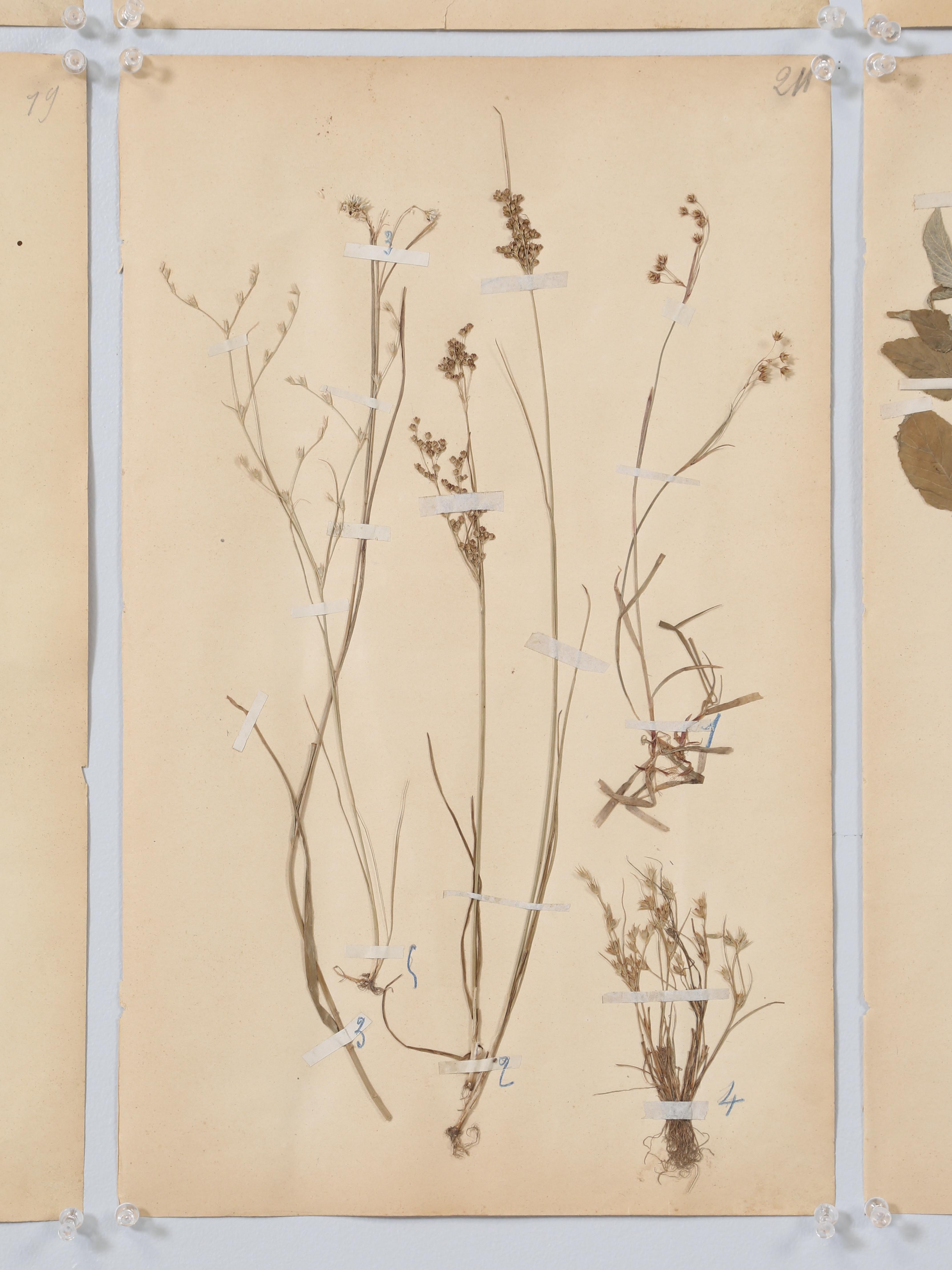 Französische gepresste Botanicals aus einer Monastery-Schule aus der Zeit um 1893 (6) oder mehr Verfügbarkeit im Angebot 3
