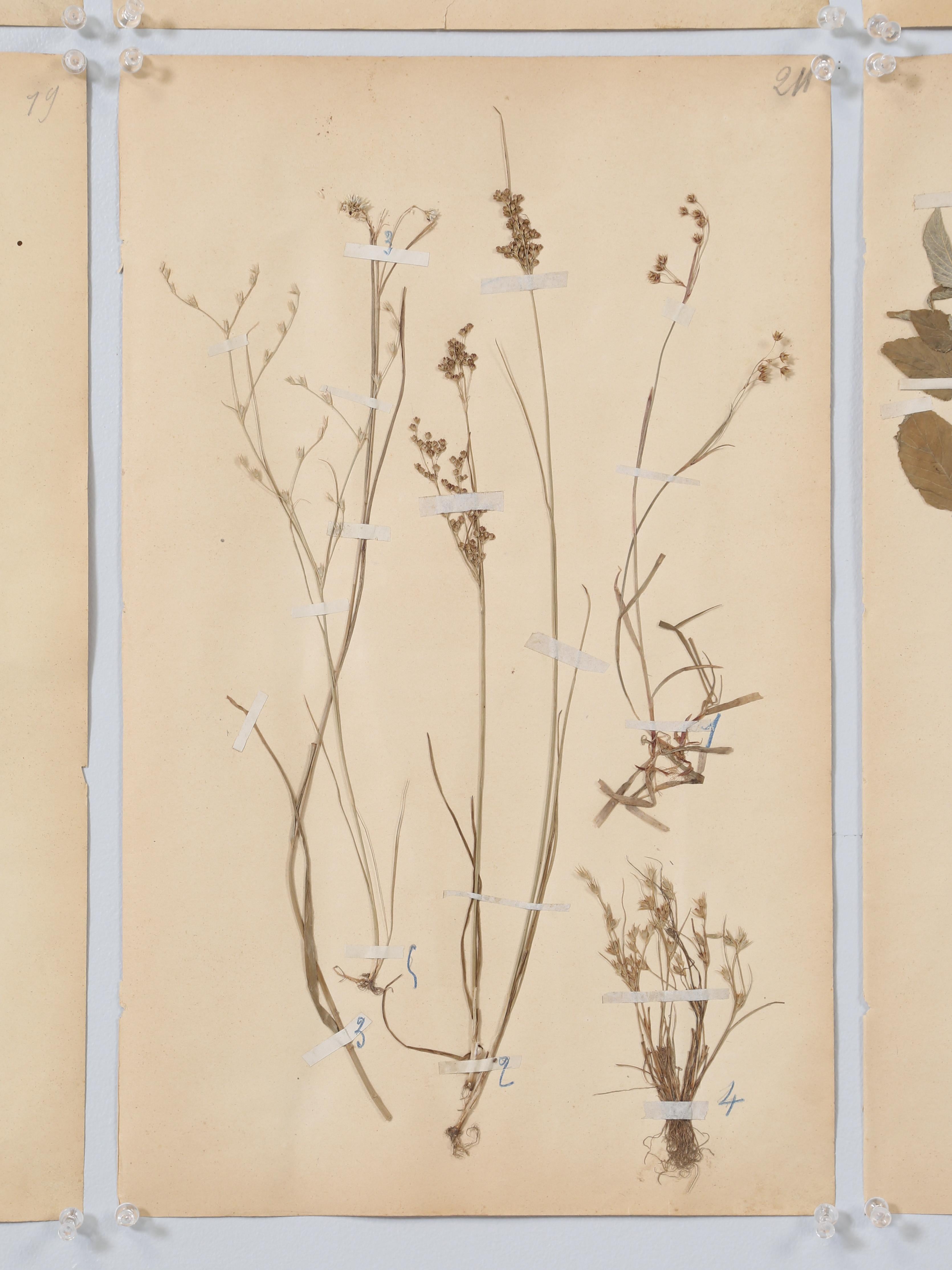 French Pressed Botanicals from a c1893 Monastery School Set of (6) or More Avail 3