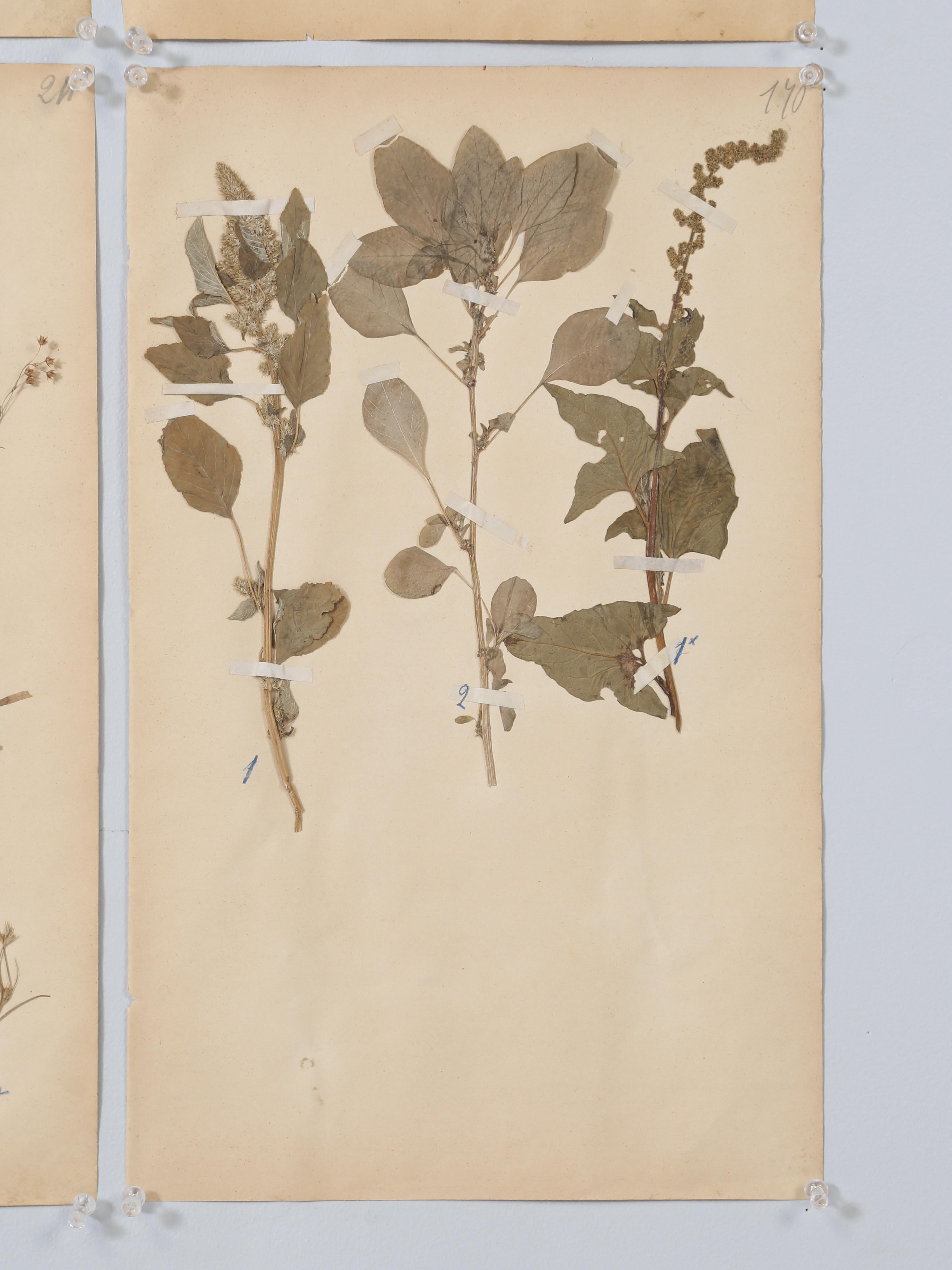 French Pressed Botanicals from a c1893 Monastery School Set of (6) or More Avail 5