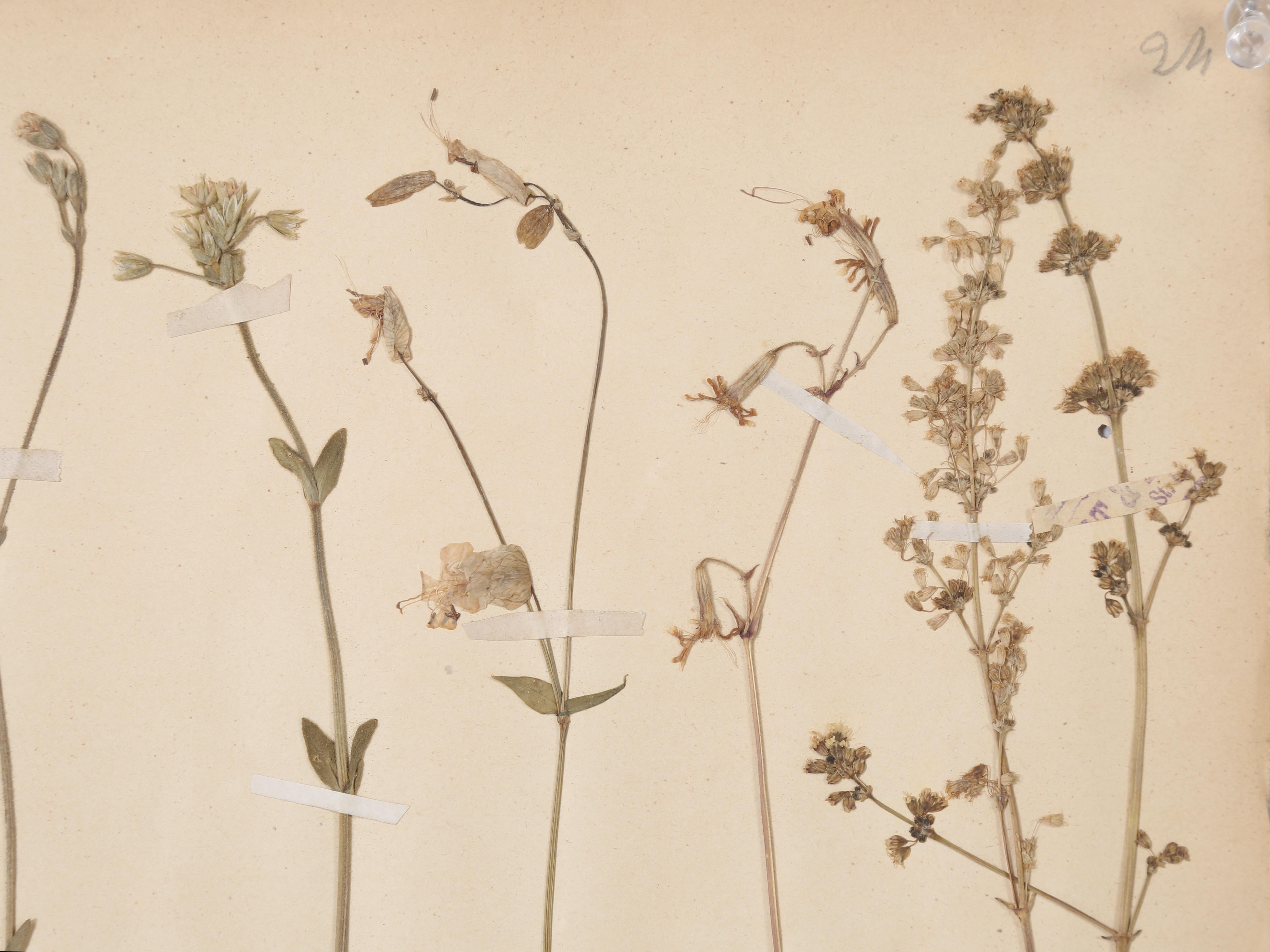 Country French Pressed Botanicals from a c1893 Monastery School Set of (6) or More Avail