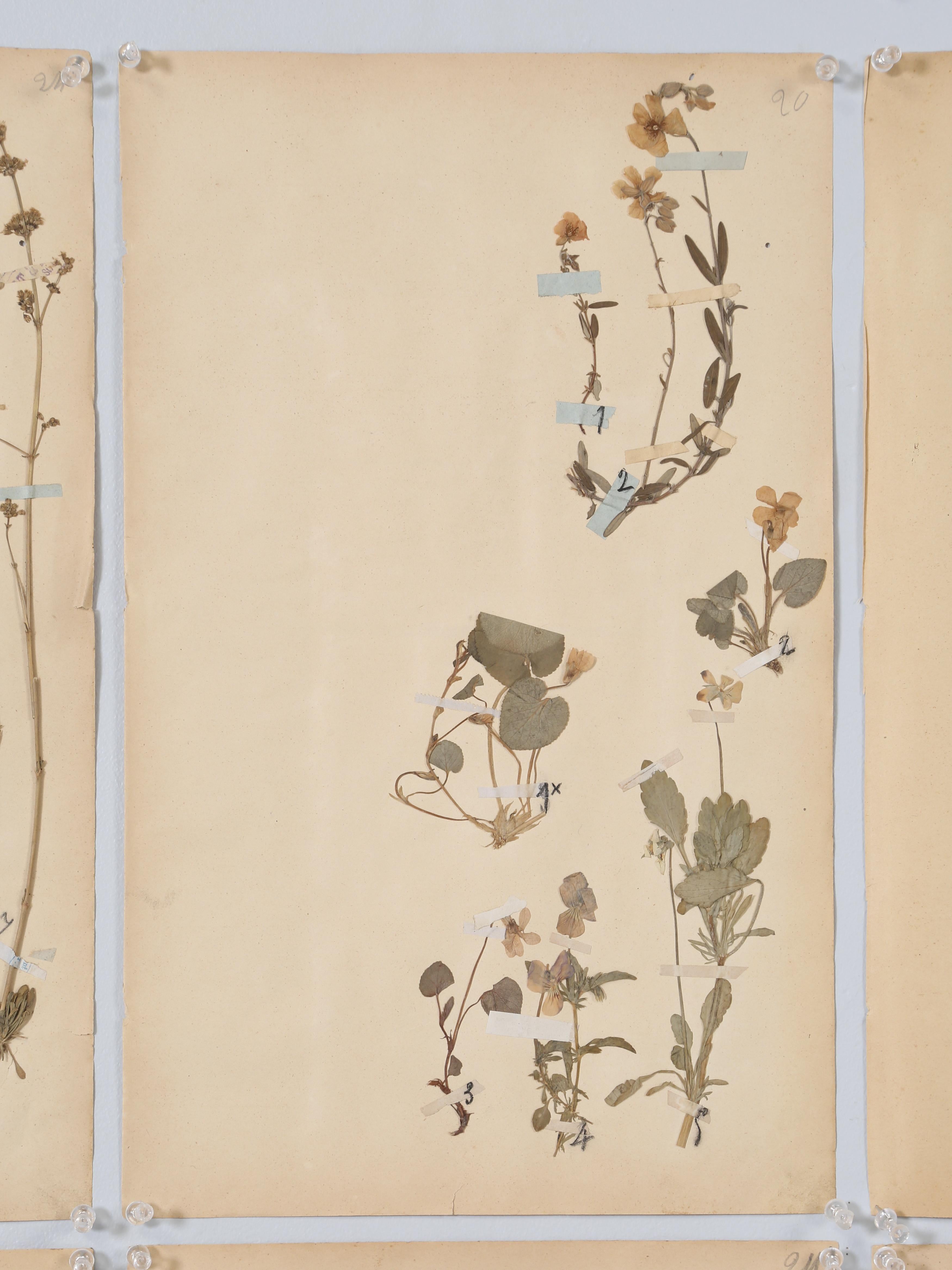 Hand-Crafted French Pressed Botanicals from a c1893 Monastery School Set of (6) or More Avail