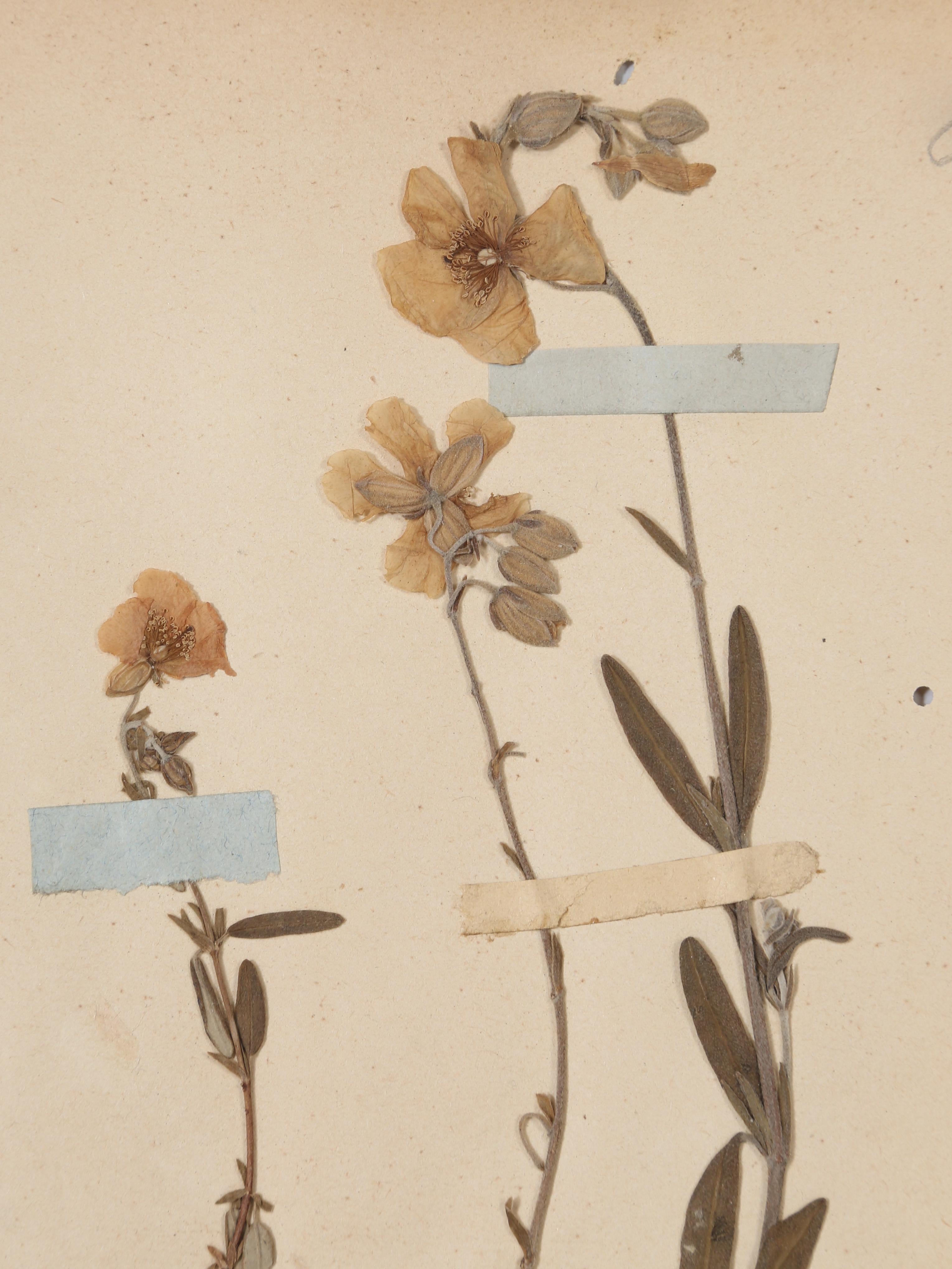 Französische gepresste Botanicals aus einer Monastery-Schule aus der Zeit um 1893 (6) oder mehr Verfügbarkeit im Zustand „Gut“ im Angebot in Chicago, IL