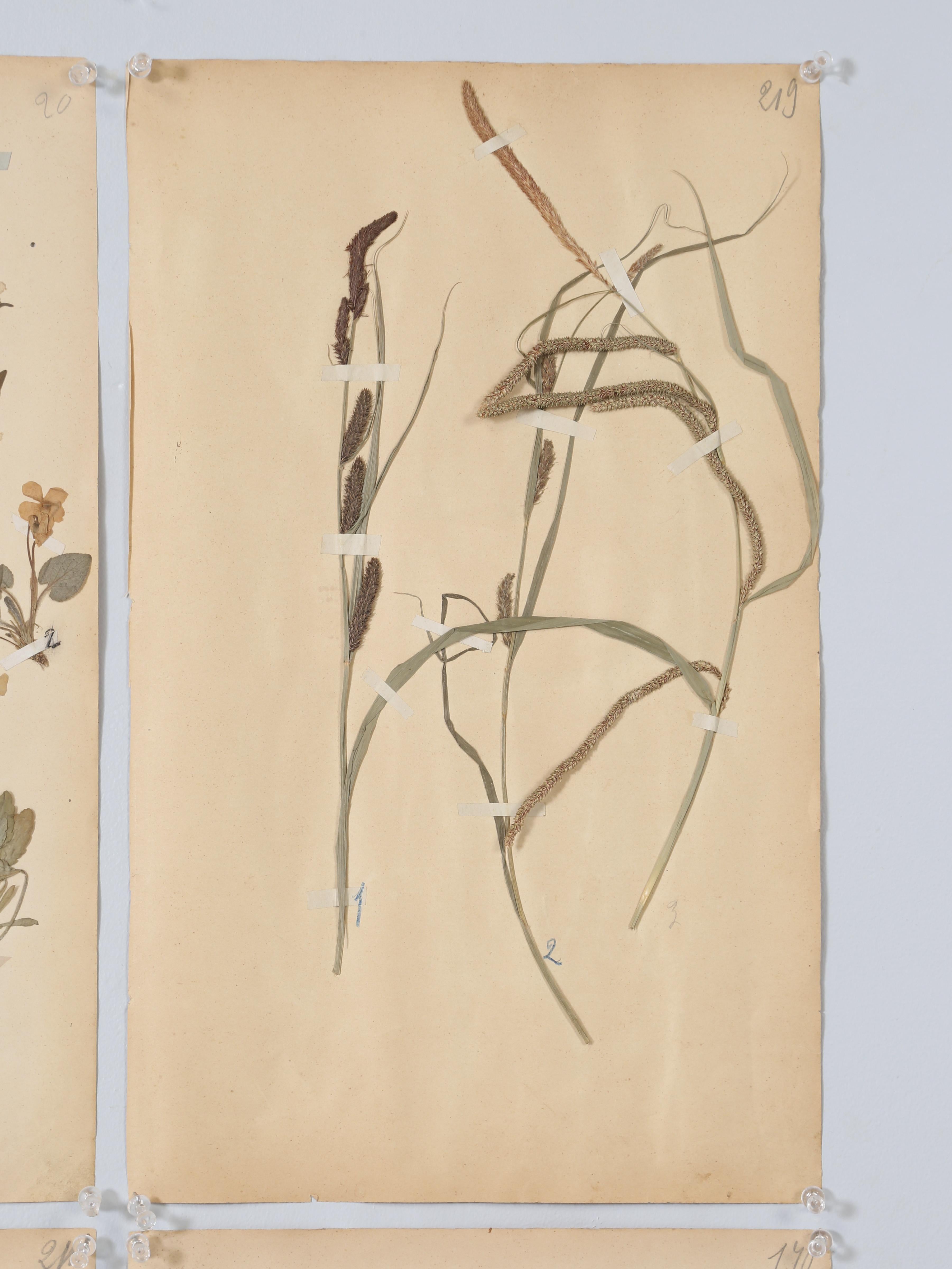 Early 20th Century French Pressed Botanicals from a c1893 Monastery School Set of (6) or More Avail