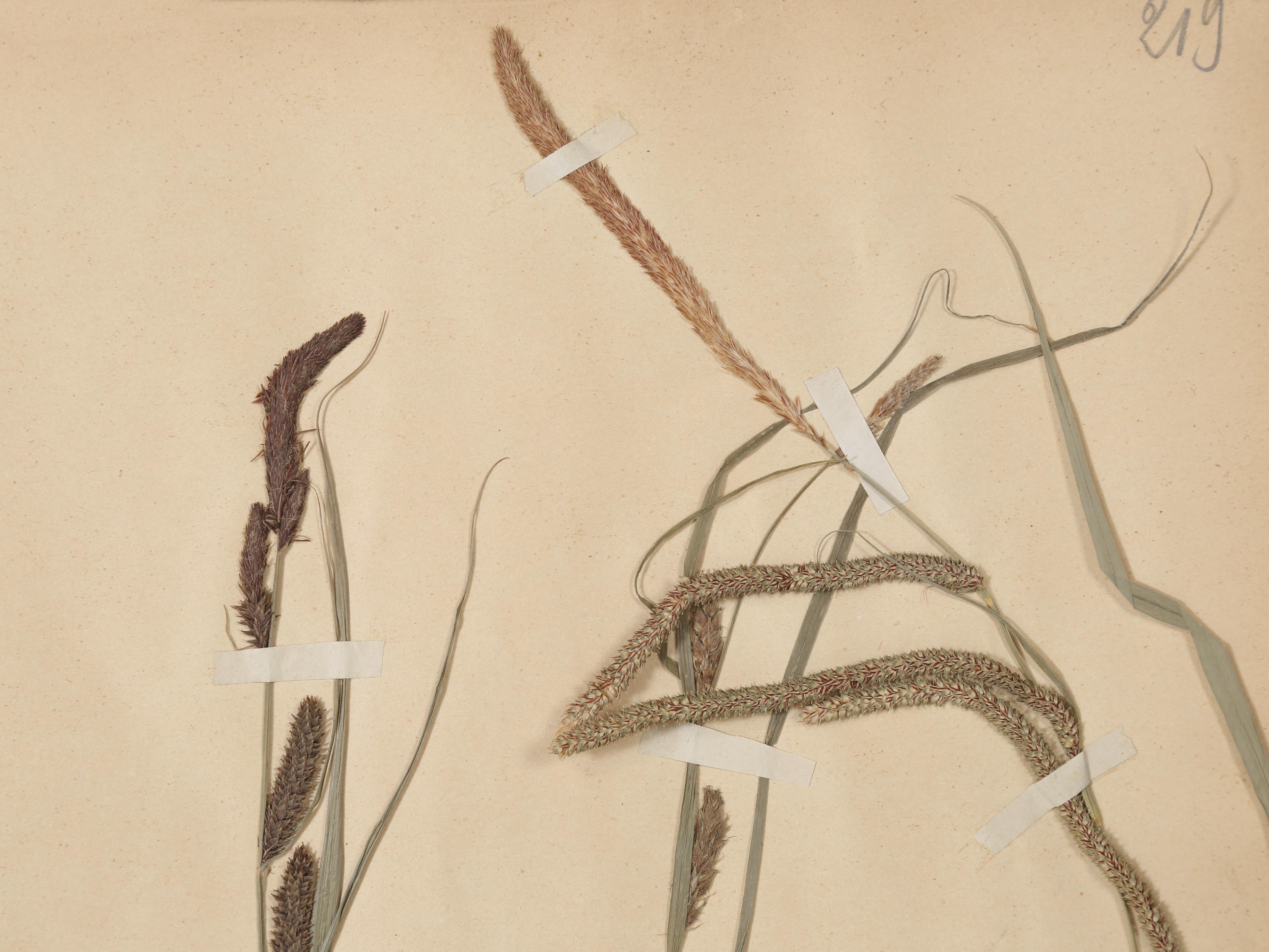 Paper French Pressed Botanicals from a c1893 Monastery School Set of (6) or More Avail