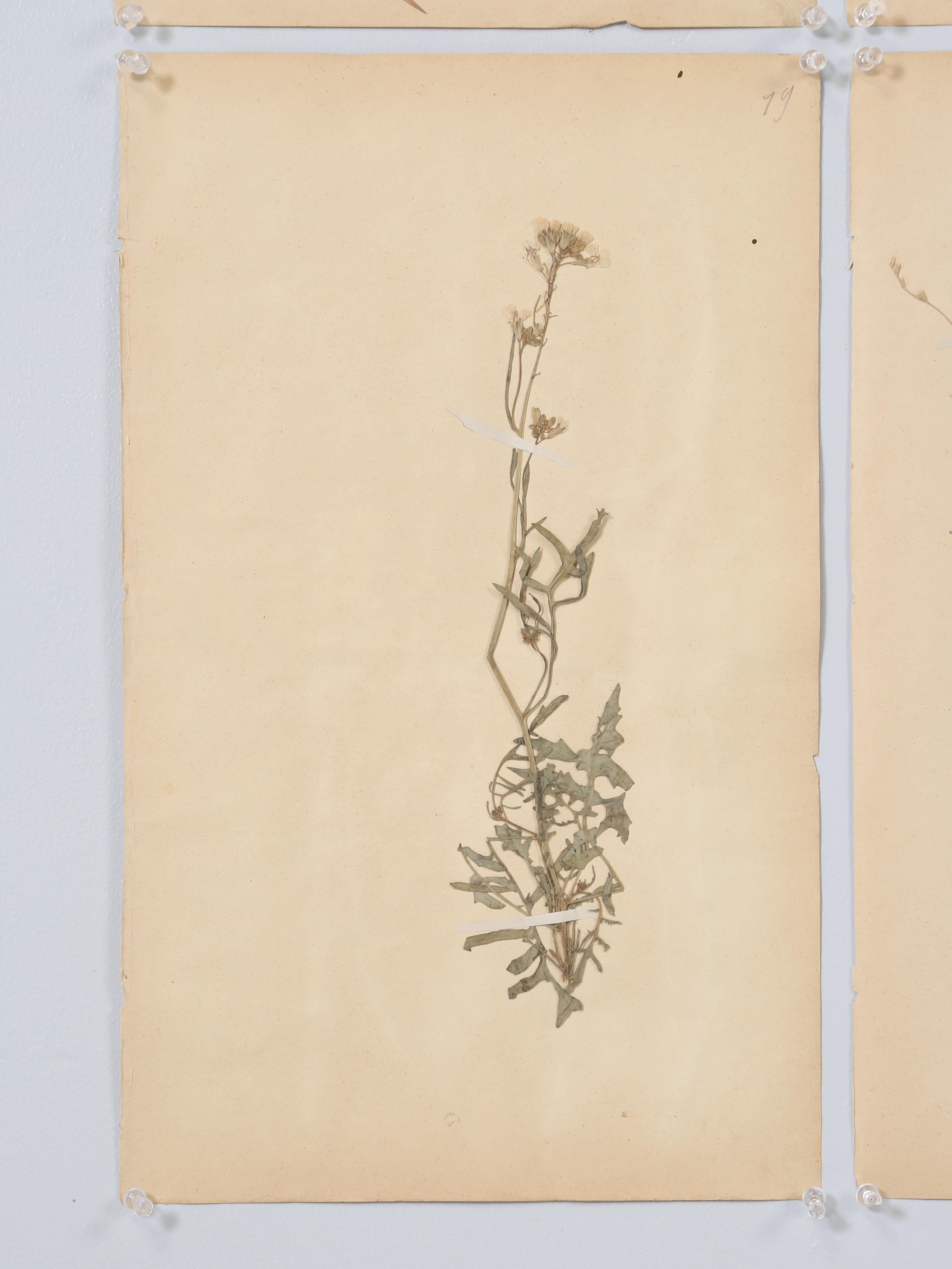 French Pressed Botanicals from a c1893 Monastery School Set of (6) or More Avail 1