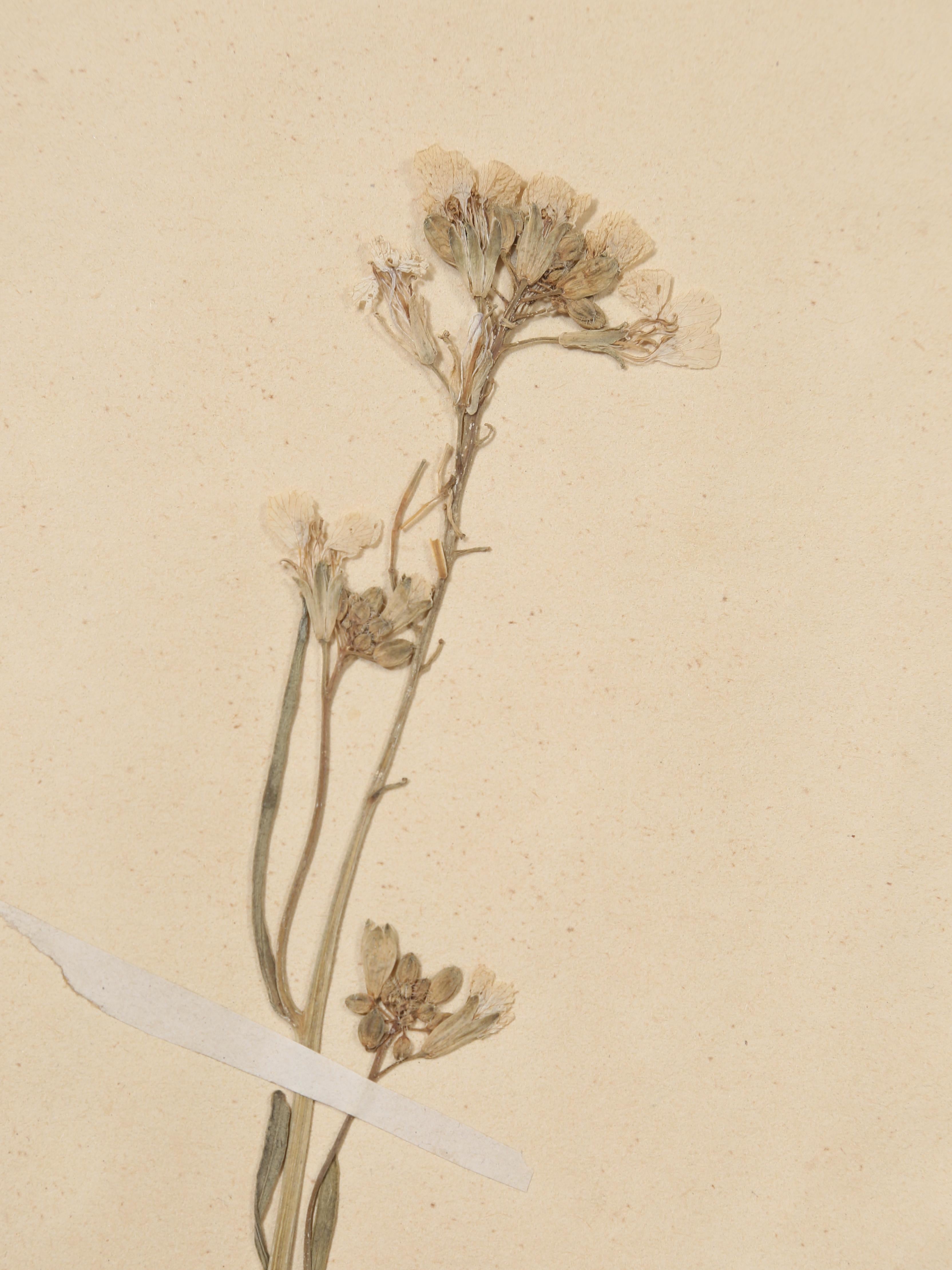 French Pressed Botanicals from a c1893 Monastery School Set of (6) or More Avail 2