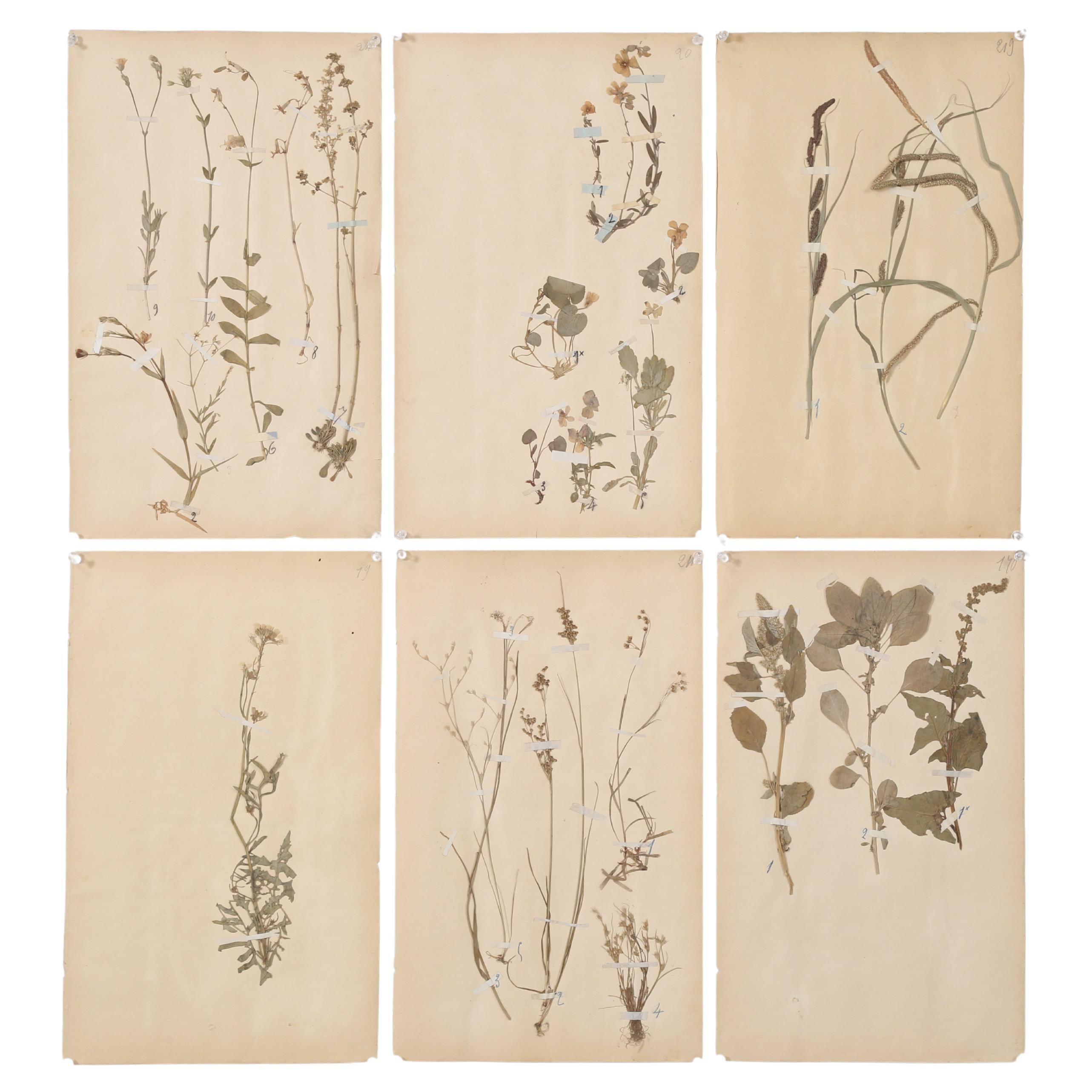 Französische gepresste Botanicals aus einer Monastery-Schule aus der Zeit um 1893 (6) oder mehr Verfügbarkeit