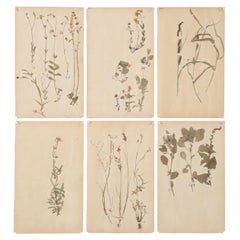 Antique French Pressed Botanicals from a c1893 Monastery School Set of (6) or More Avail