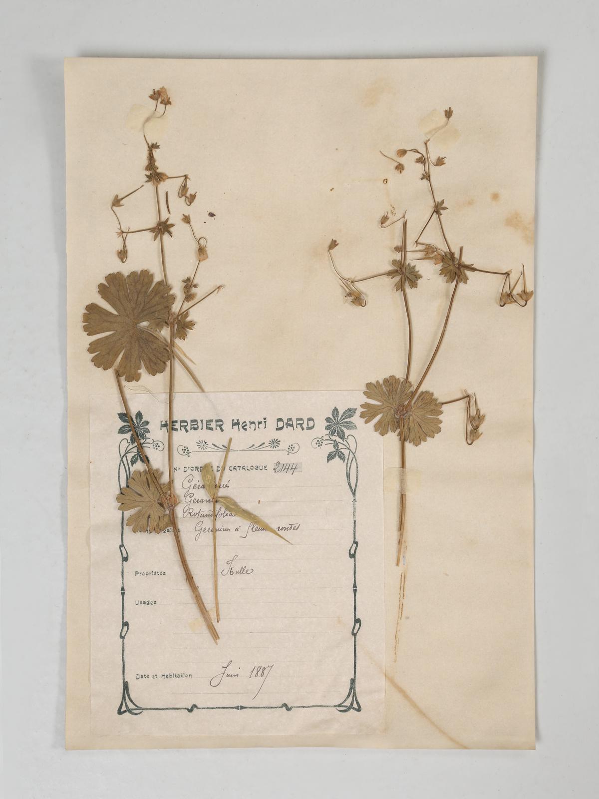 French Pressed Botanicals from the Art Nouveau Period Late 1800's at 1stDibs