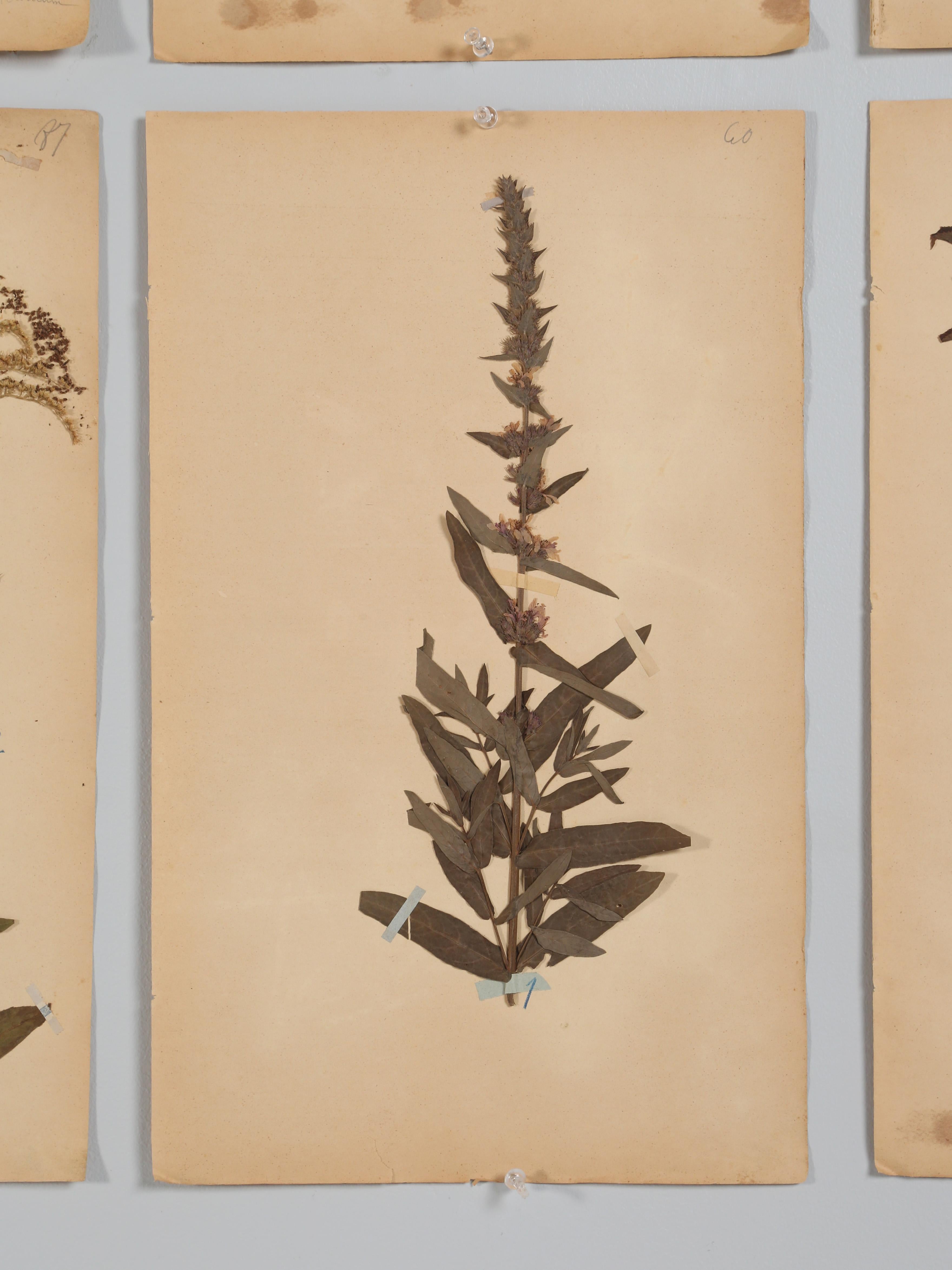 French Pressed Botanicals Removed from a Monastery School That Opened in 1892 For Sale 5