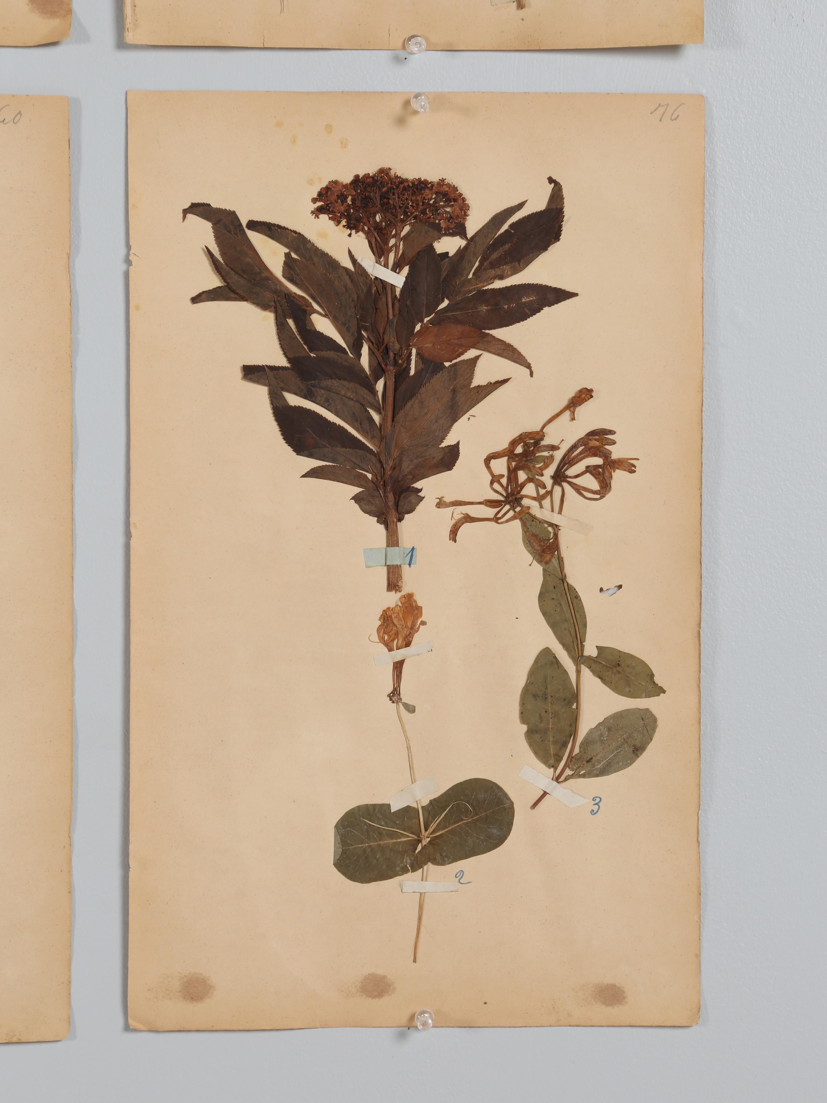French Pressed Botanicals Removed from a Monastery School That Opened in 1892 For Sale 7