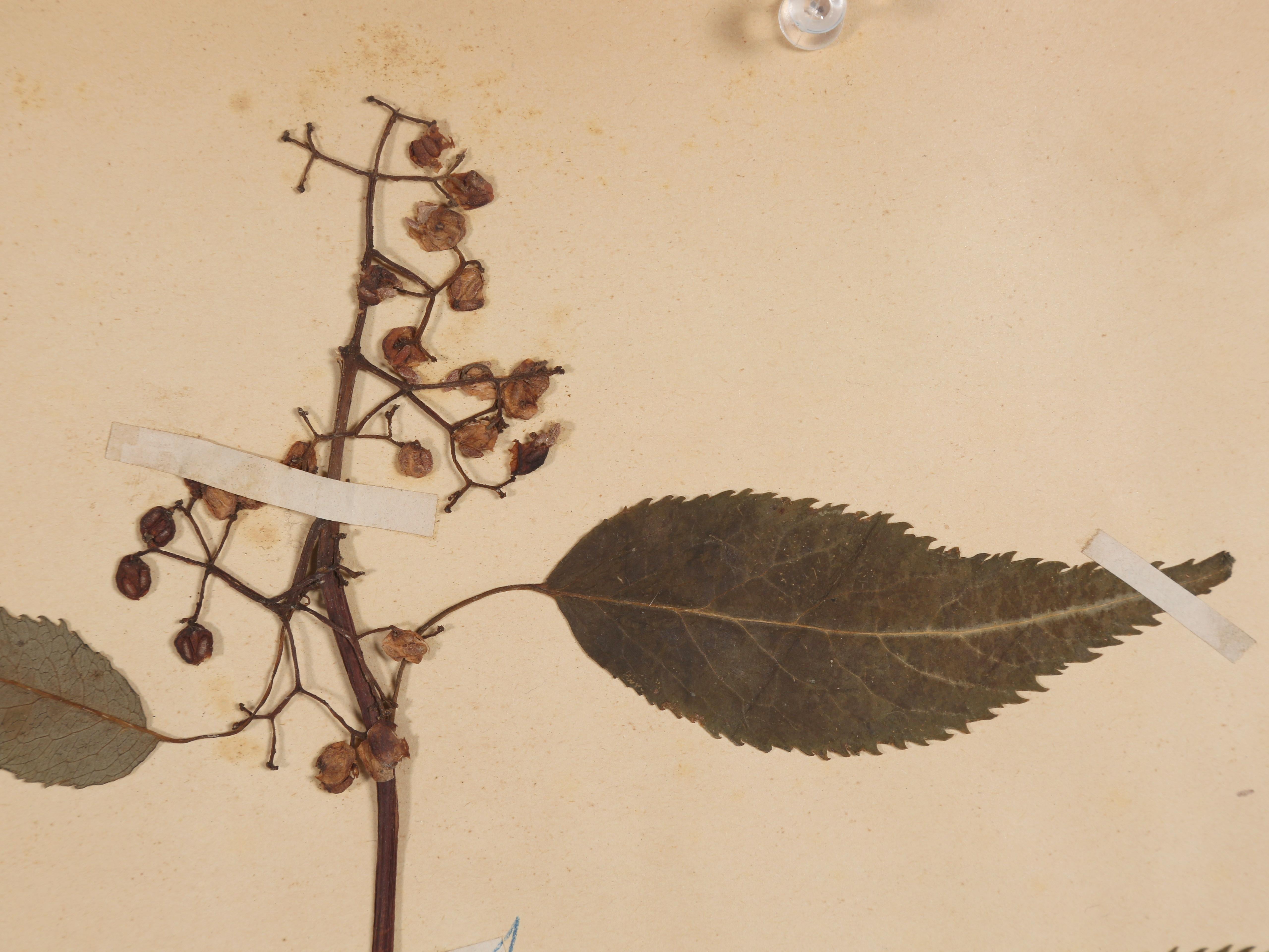 Late 19th Century French Pressed Botanicals Removed from a Monastery School That Opened in 1892 For Sale