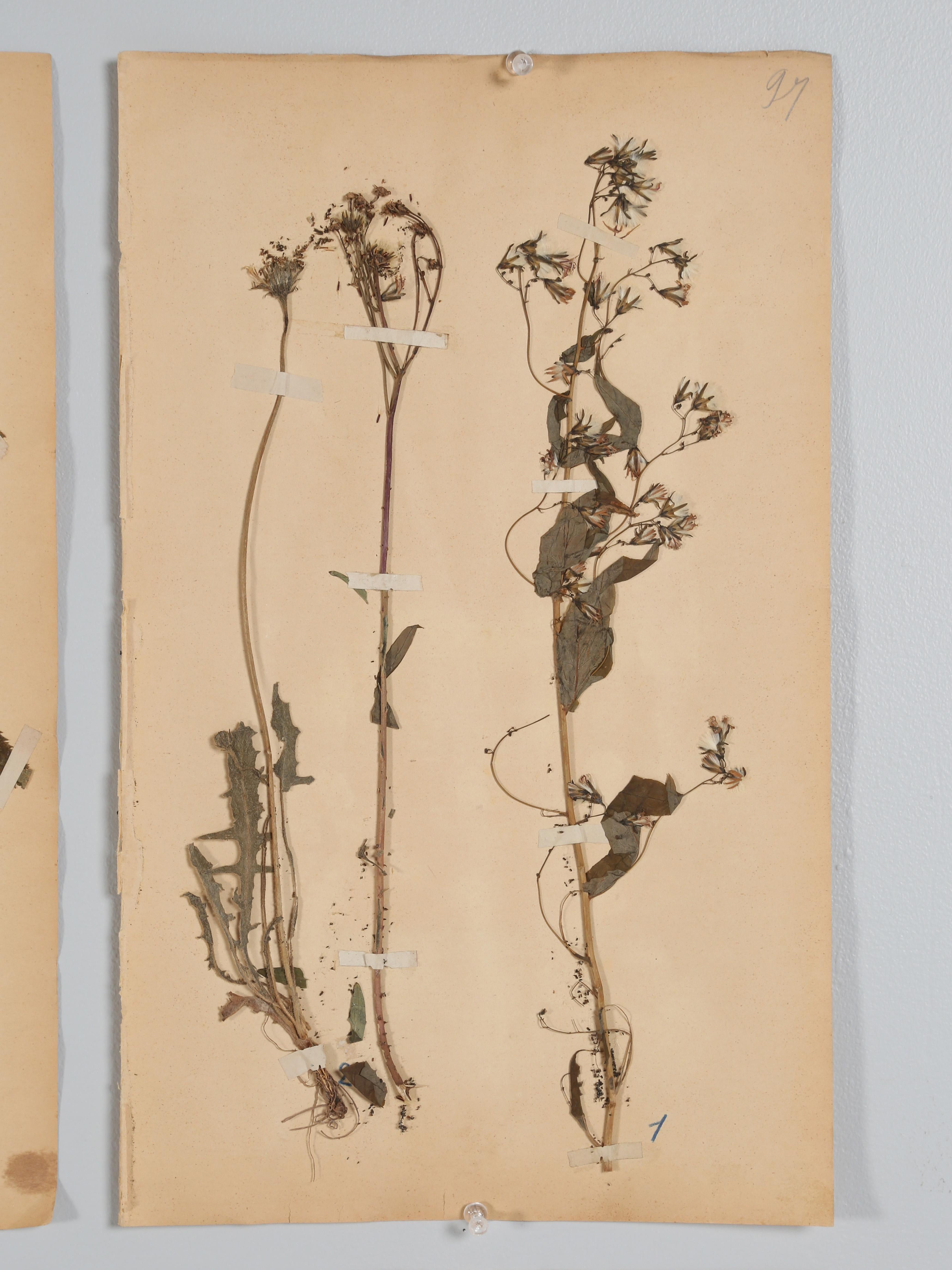 Other French Pressed Botanicals Removed from a Monastery School That Opened in 1892 For Sale