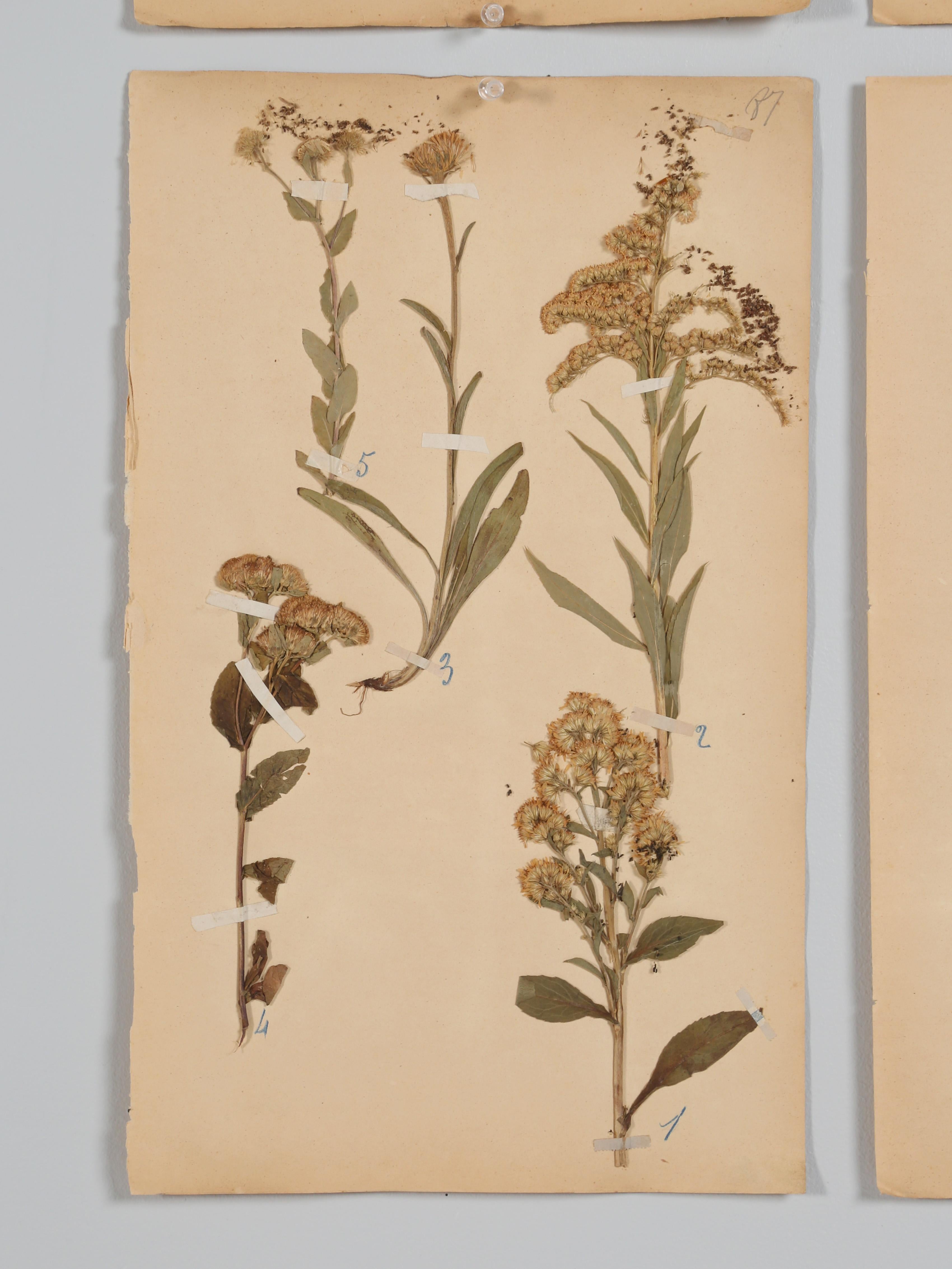 French Pressed Botanicals Removed from a Monastery School That Opened in 1892 For Sale 2