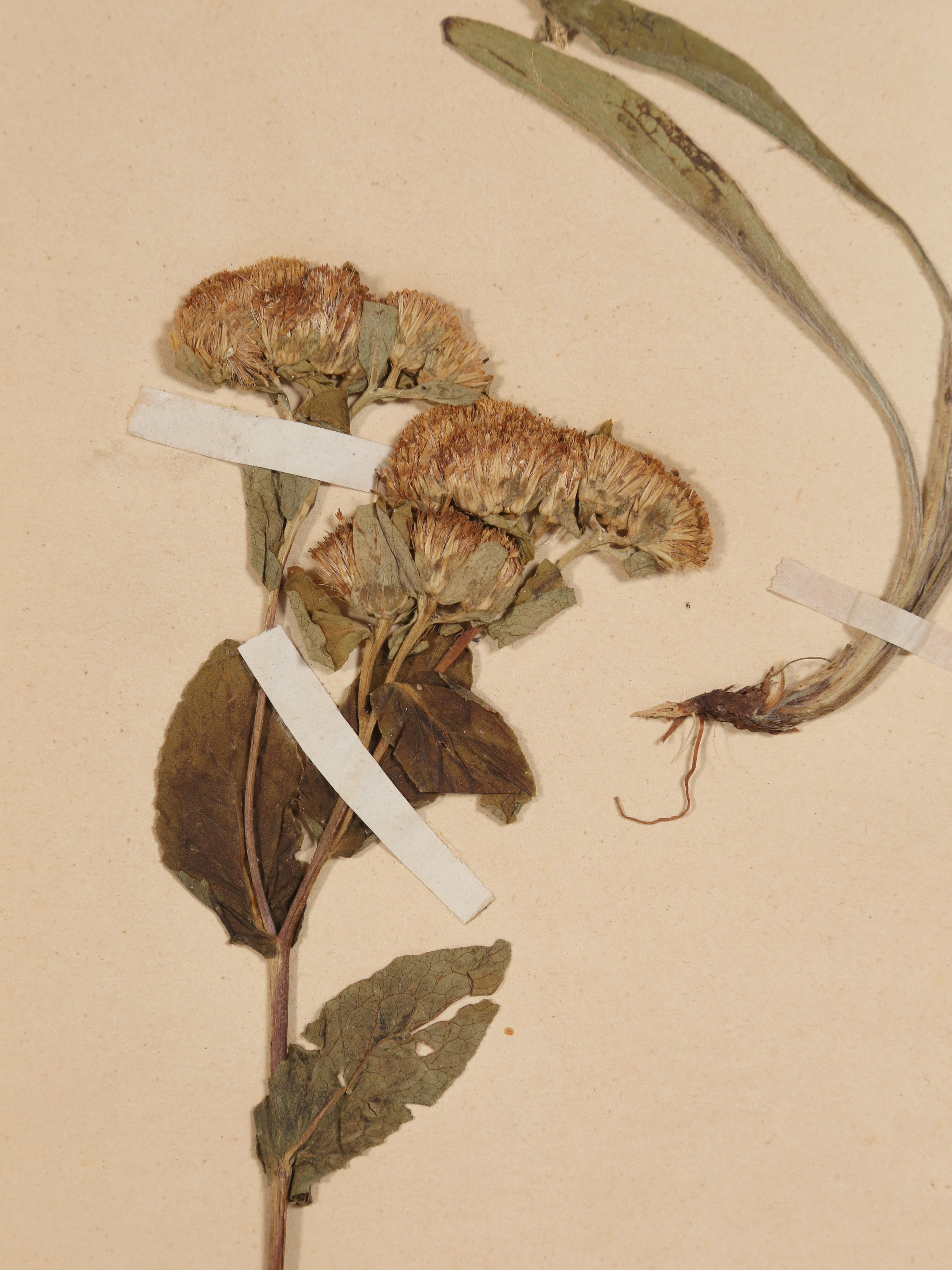 French Pressed Botanicals Removed from a Monastery School That Opened in 1892 For Sale 3