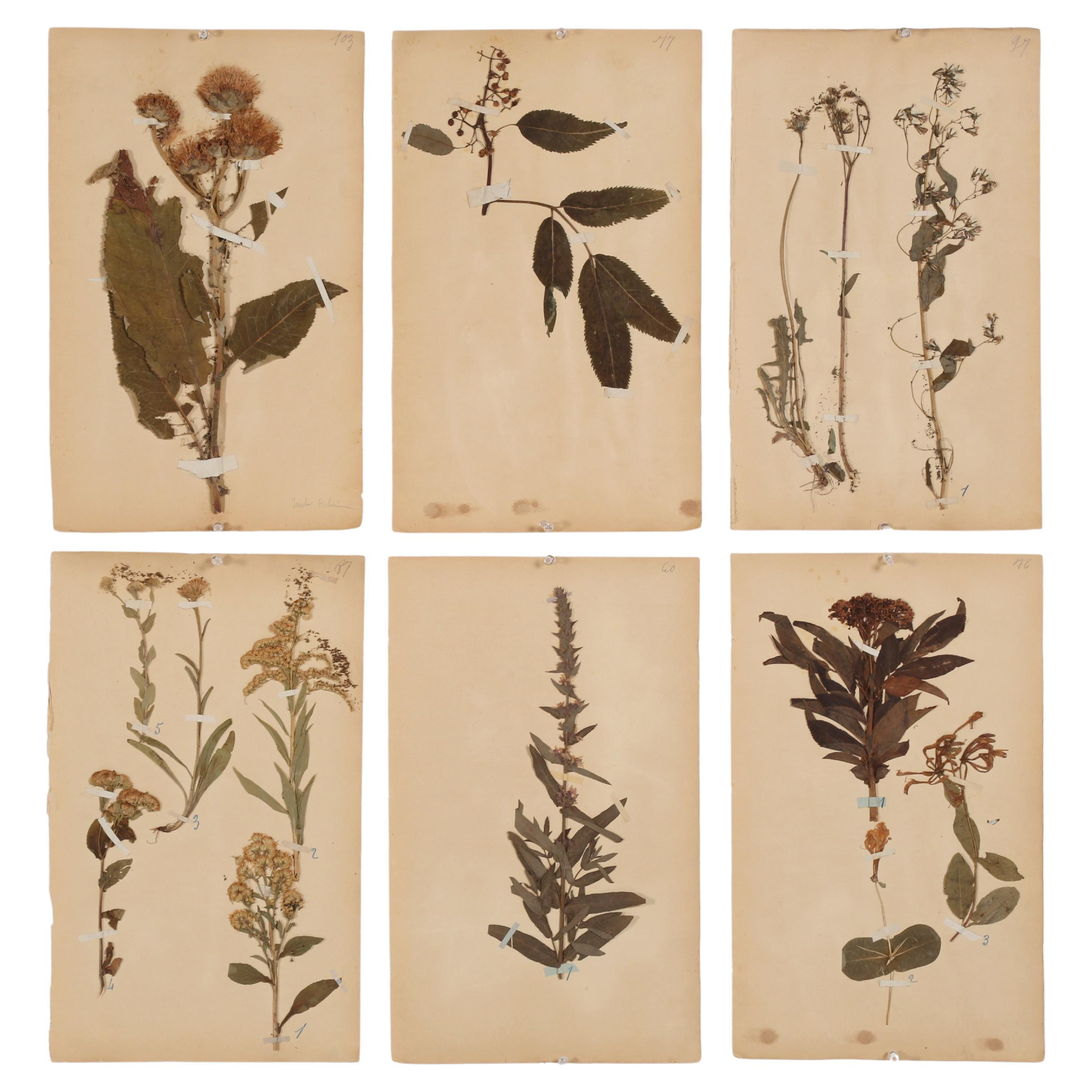 French Pressed Botanicals Removed from a Monastery School That Opened in 1892 For Sale