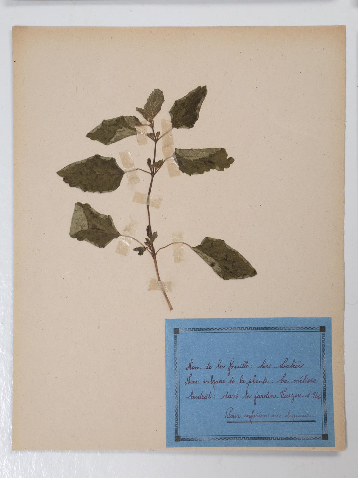 French Pressed Botanical's Set of 9 8