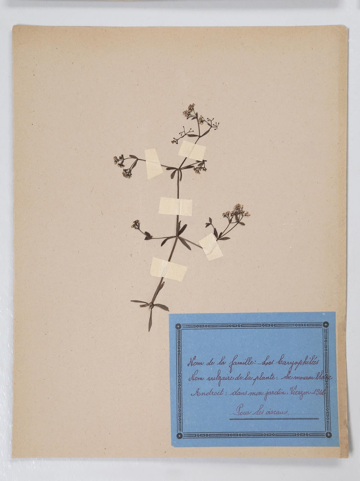 French Pressed Botanical's Set of 9 10