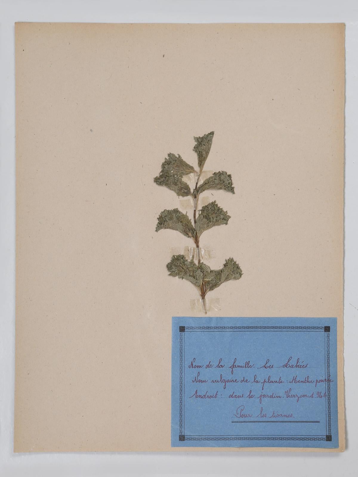 French Pressed Botanical's Set of 9 12