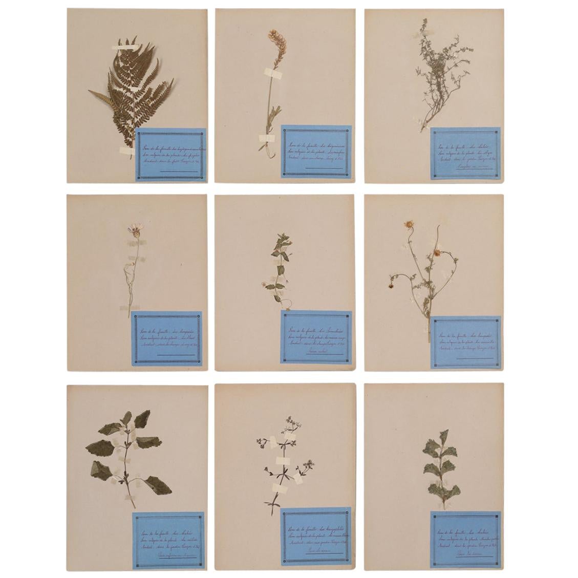 French Pressed Botanical's Set of 9
