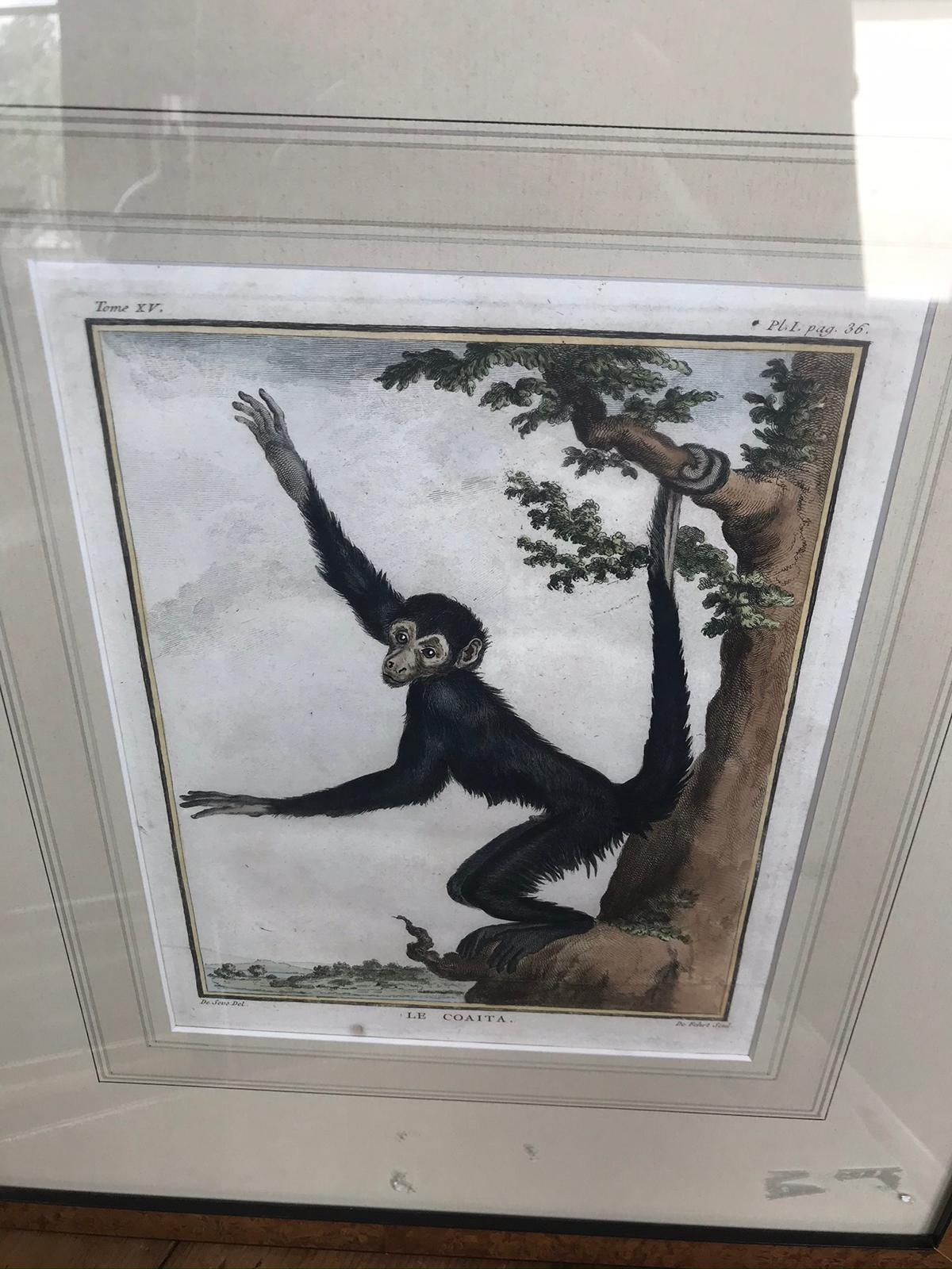 French Print of Monkey Engraving 