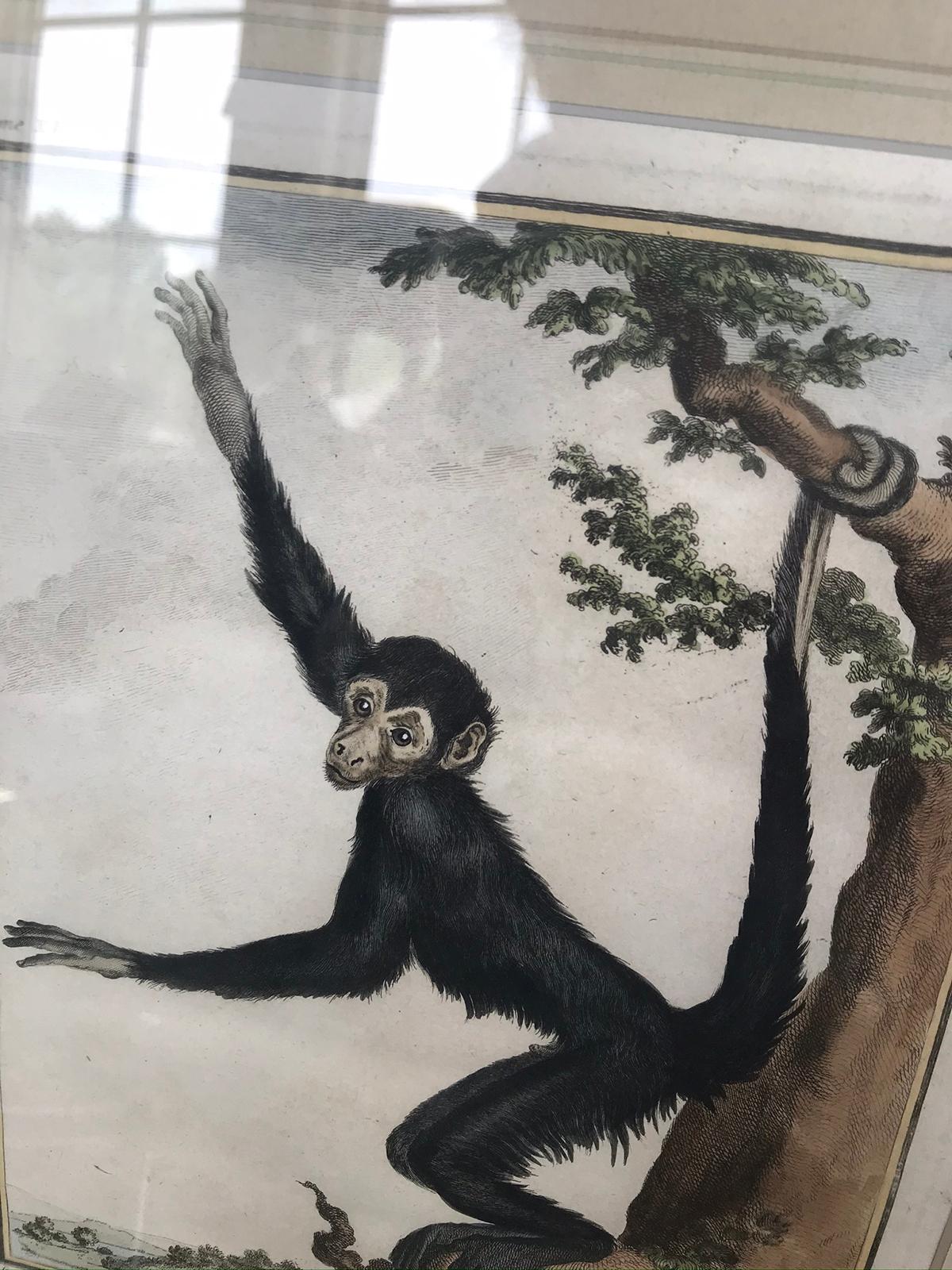 Early 19th Century French Print of Monkey Engraving 