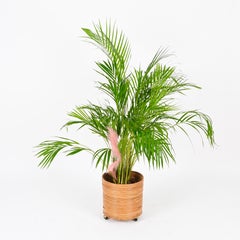 French Riviera Round Planter Stand on Wheels in Bamboo and Rattan, Italy, 1960s