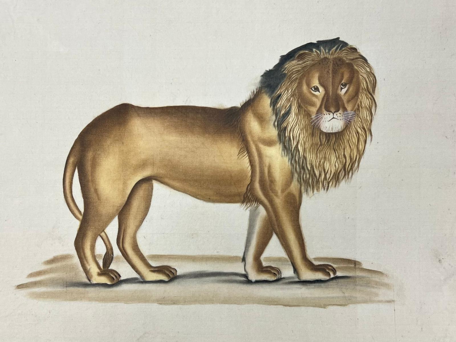Portrait d'un lion du 19ème siècle - Peinture originale française