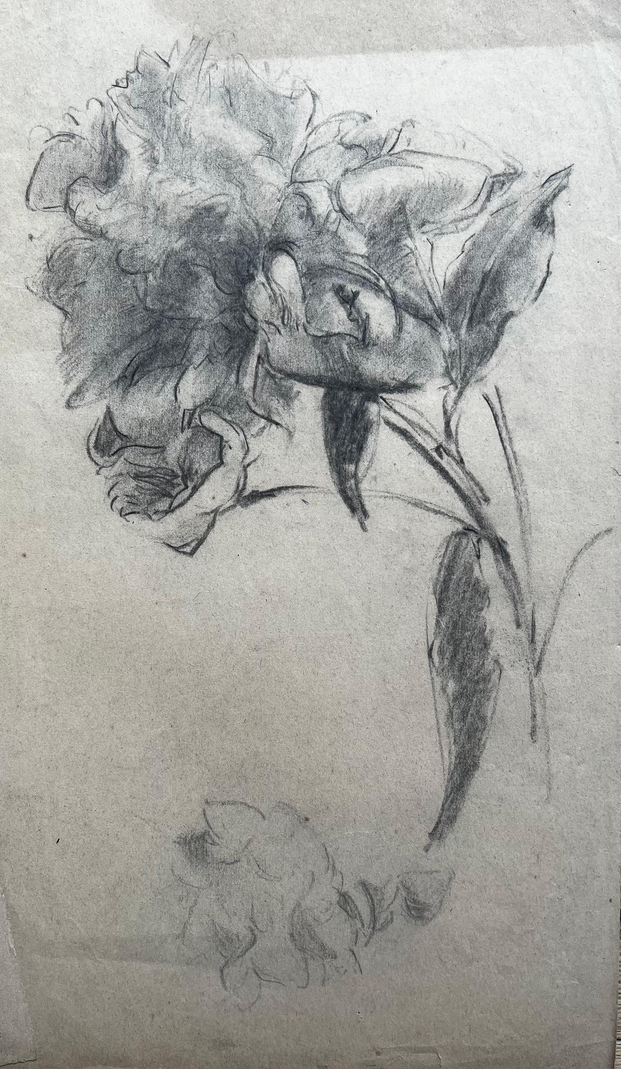 Mid Century French Botanical Flower Study Graphite Pencil Drawing