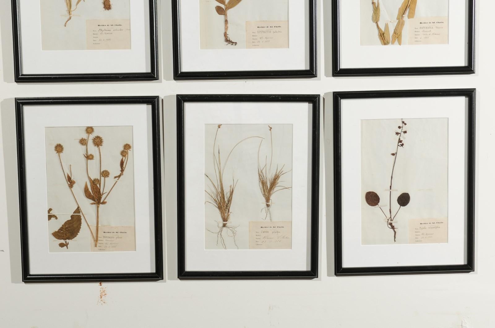 A collection of 15 French seagrass botanicals boards from the late 19th century, set inside black frames and glass, priced and sold individually. Each of these French botanicals reveals the care and patience someone took to collect and preserve the