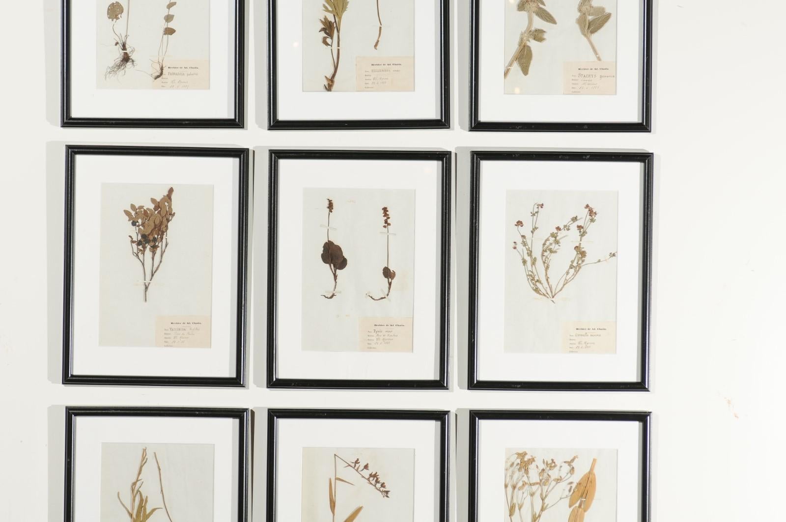 19th Century French Seagrass Botanical Boards Dated 1885, with Black Frames and Glass