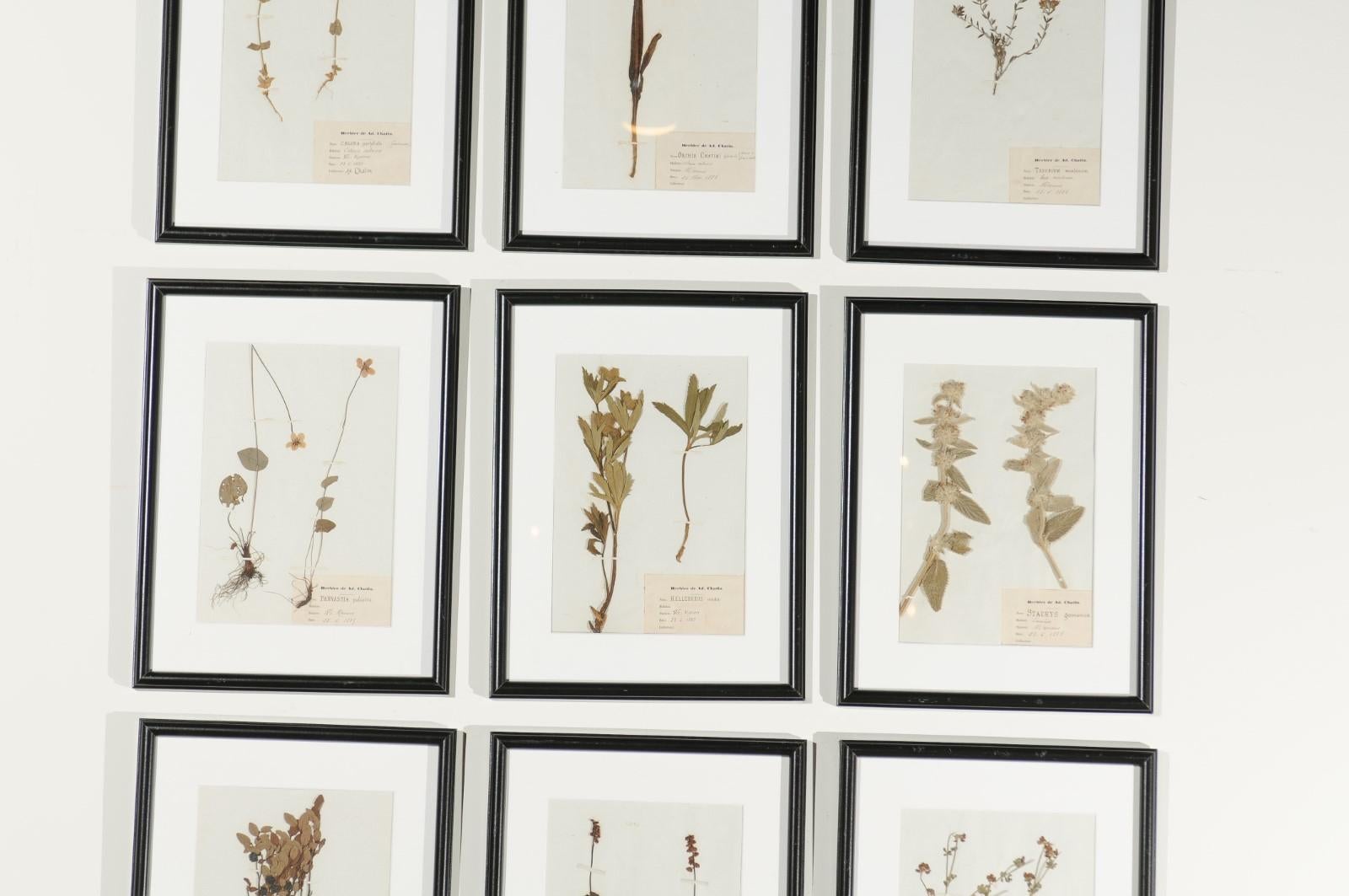 French Seagrass Botanical Boards Dated 1885, with Black Frames and Glass 1