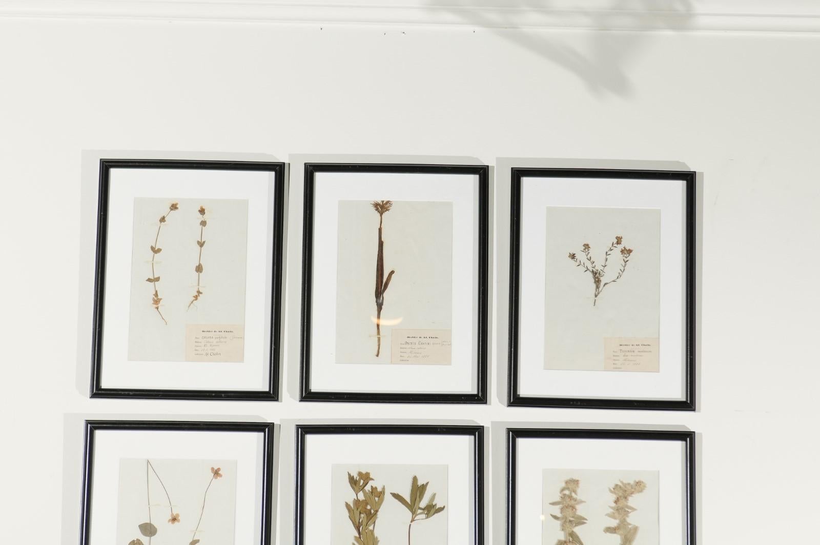 French Seagrass Botanical Boards Dated 1885, with Black Frames and Glass 2