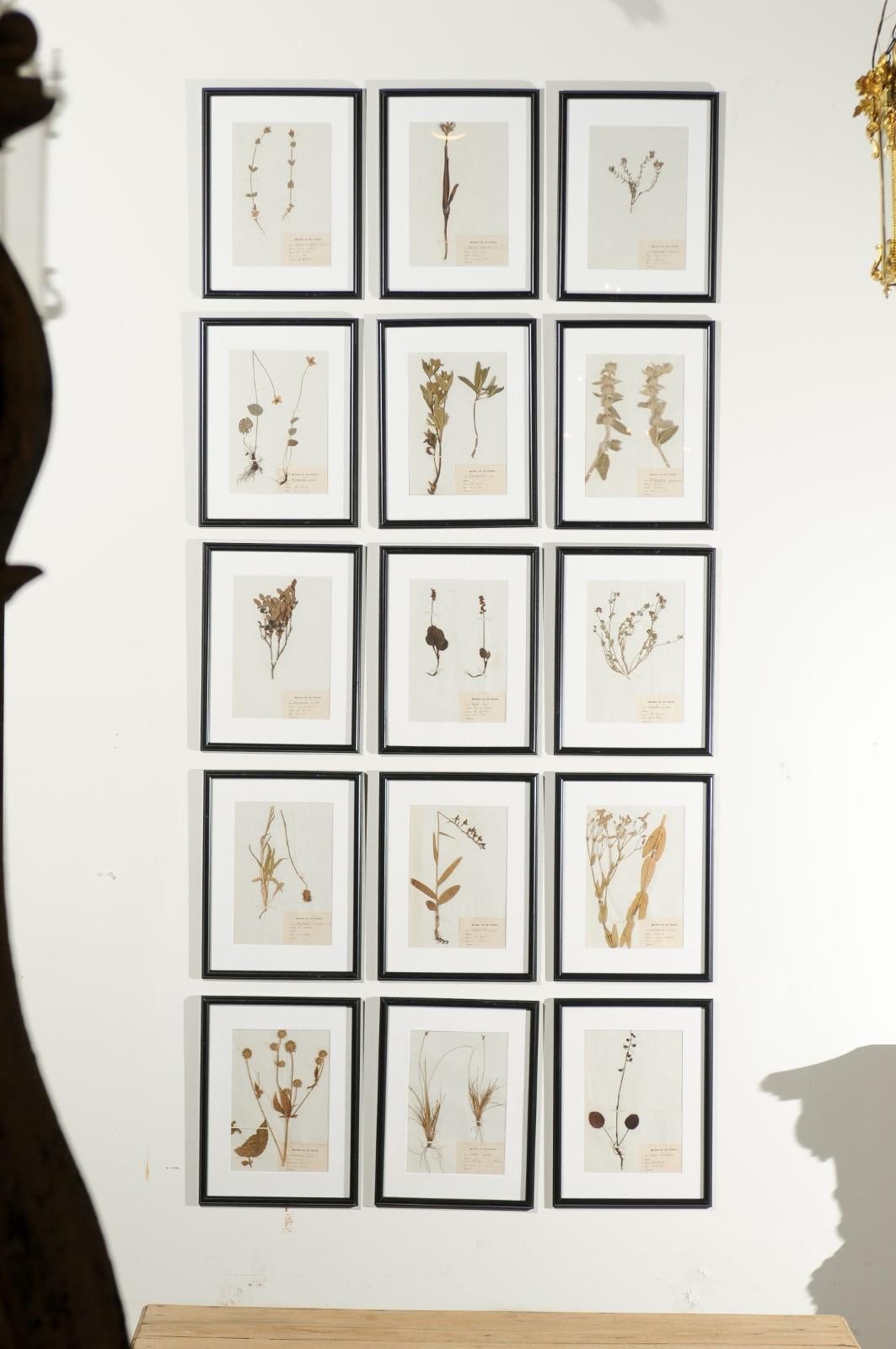 French Seagrass Botanical Boards Dated 1885, with Black Frames and Glass 5