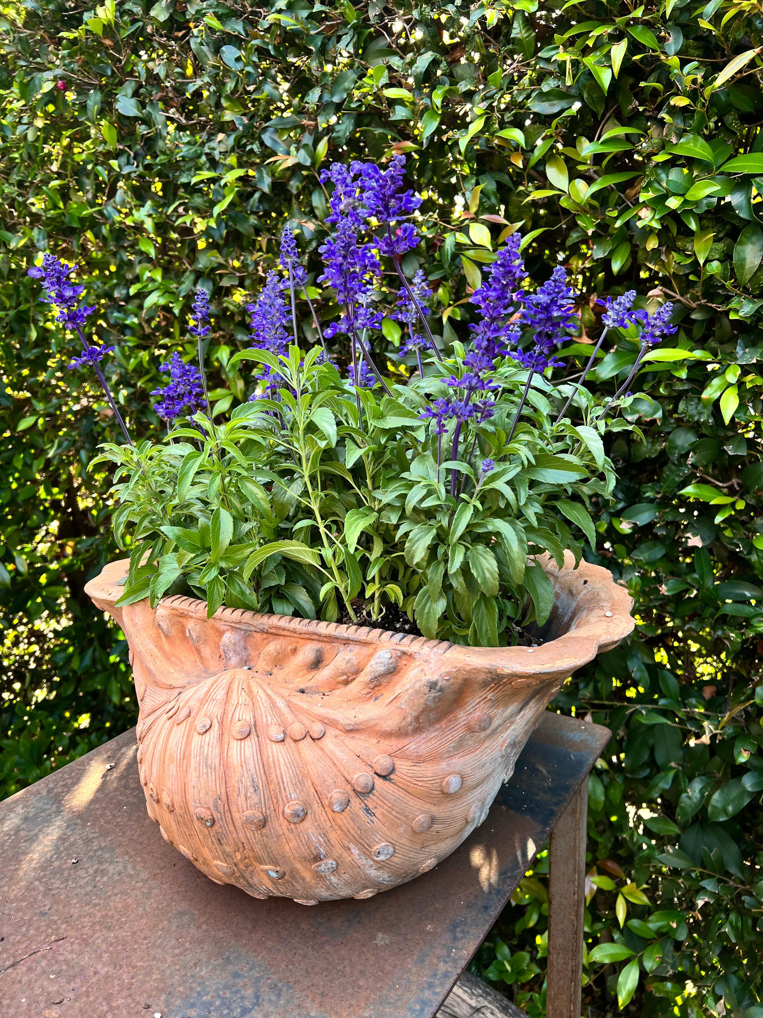 20th Century French Terracotta Grotto Shell Shaped Planter or Jardiniere For Sale