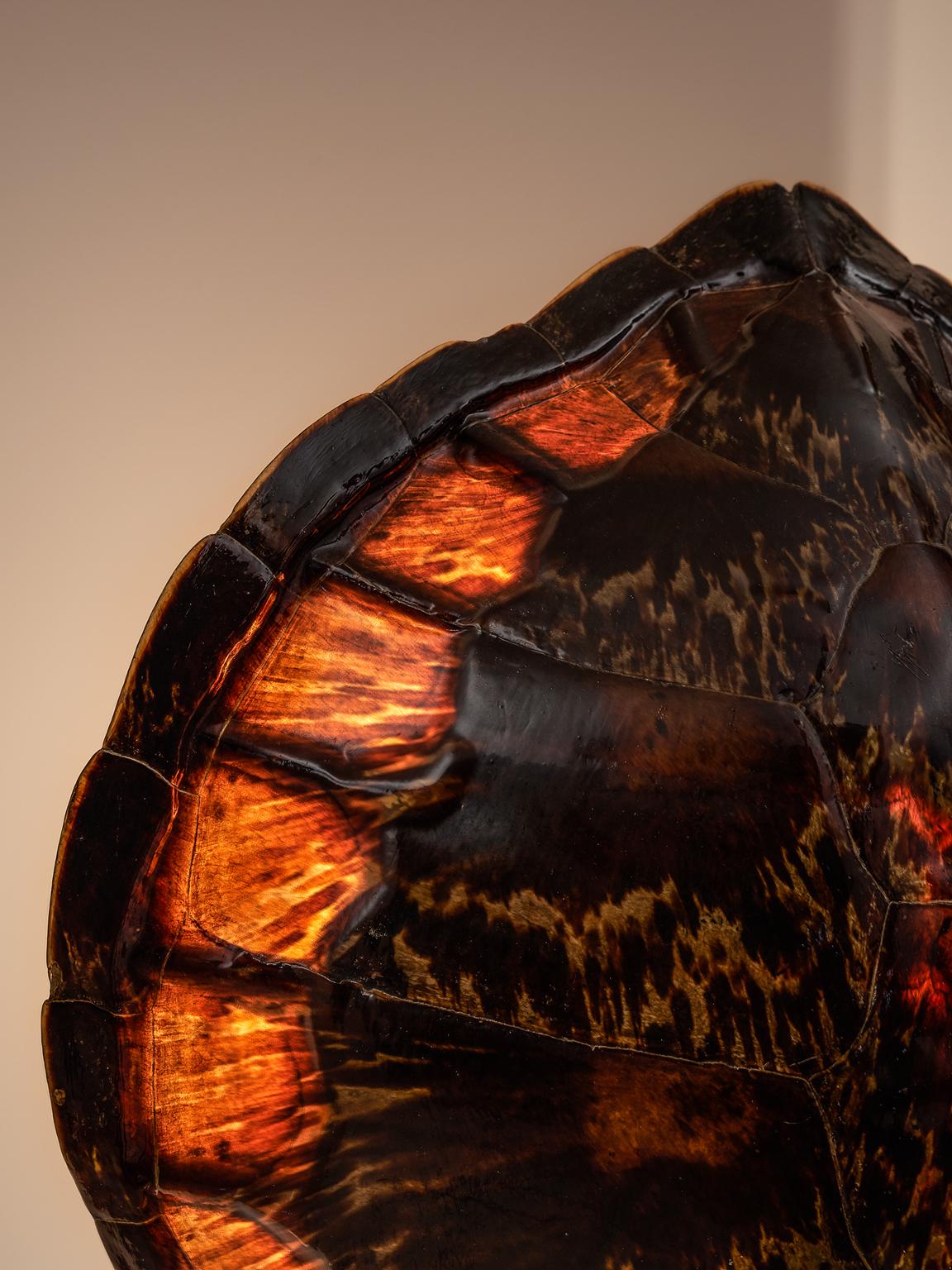 Mid-Century Modern French Tortoise Shell and Brass Table Lamp, circa 1970